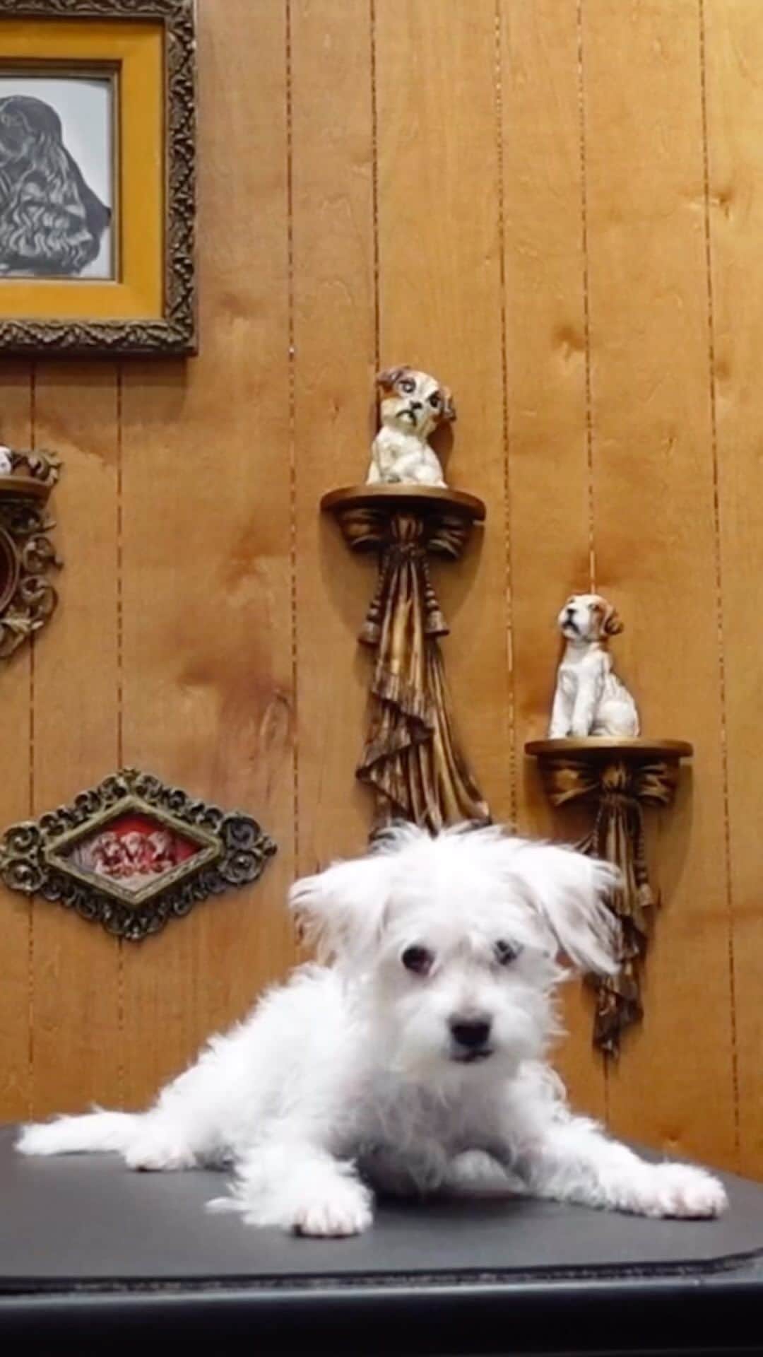 JessRonaGroomingのインスタグラム