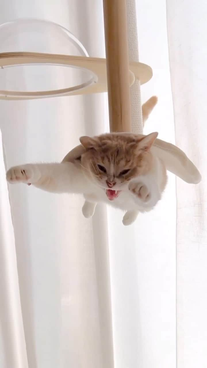 Aww Clubのインスタグラム：「Supawmeow  @hachi__1203  #meowed #cutecat #cat #upsidedown #superman #supermeow #cattree #スーパーニャン」