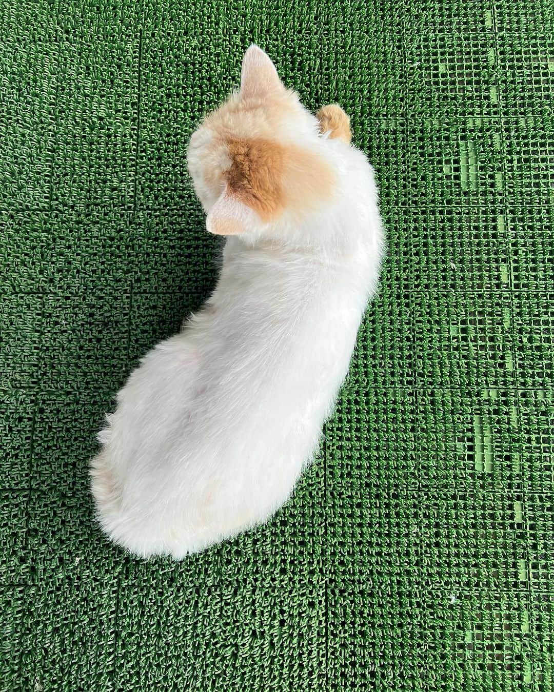 Kachimo Yoshimatsuさんのインスタグラム写真 - (Kachimo YoshimatsuInstagram)「普通の猫レベルの毛になった。  #うちの猫ら #猫 #okaki #ねこ #ニャンスタグラム #にゃんすたぐらむ #ねこのきもち #cat #ネコ #catstagram #ネコ部 http://kachimo.exblog.jp」9月27日 9時53分 - kachimo