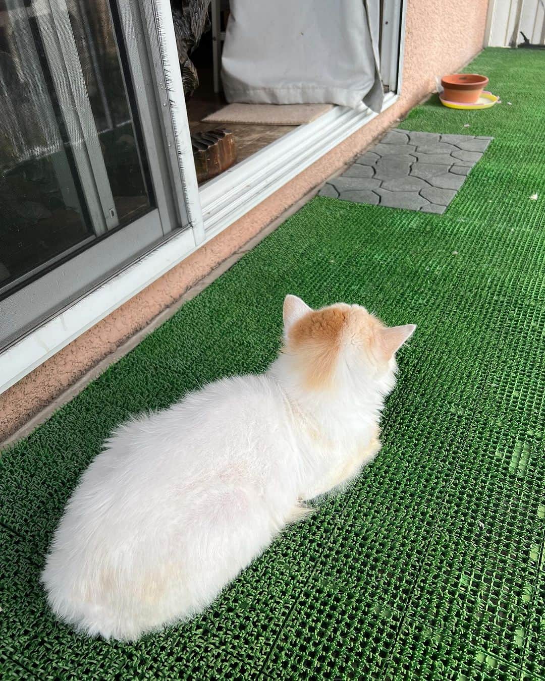 Kachimo Yoshimatsuのインスタグラム：「普通の猫レベルの毛になった。  #うちの猫ら #猫 #okaki #ねこ #ニャンスタグラム #にゃんすたぐらむ #ねこのきもち #cat #ネコ #catstagram #ネコ部 http://kachimo.exblog.jp」