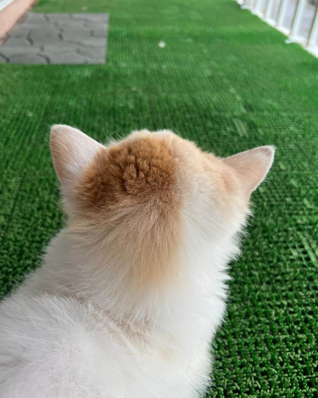 Kachimo Yoshimatsuさんのインスタグラム写真 - (Kachimo YoshimatsuInstagram)「普通の猫レベルの毛になった。  #うちの猫ら #猫 #okaki #ねこ #ニャンスタグラム #にゃんすたぐらむ #ねこのきもち #cat #ネコ #catstagram #ネコ部 http://kachimo.exblog.jp」9月27日 9時53分 - kachimo
