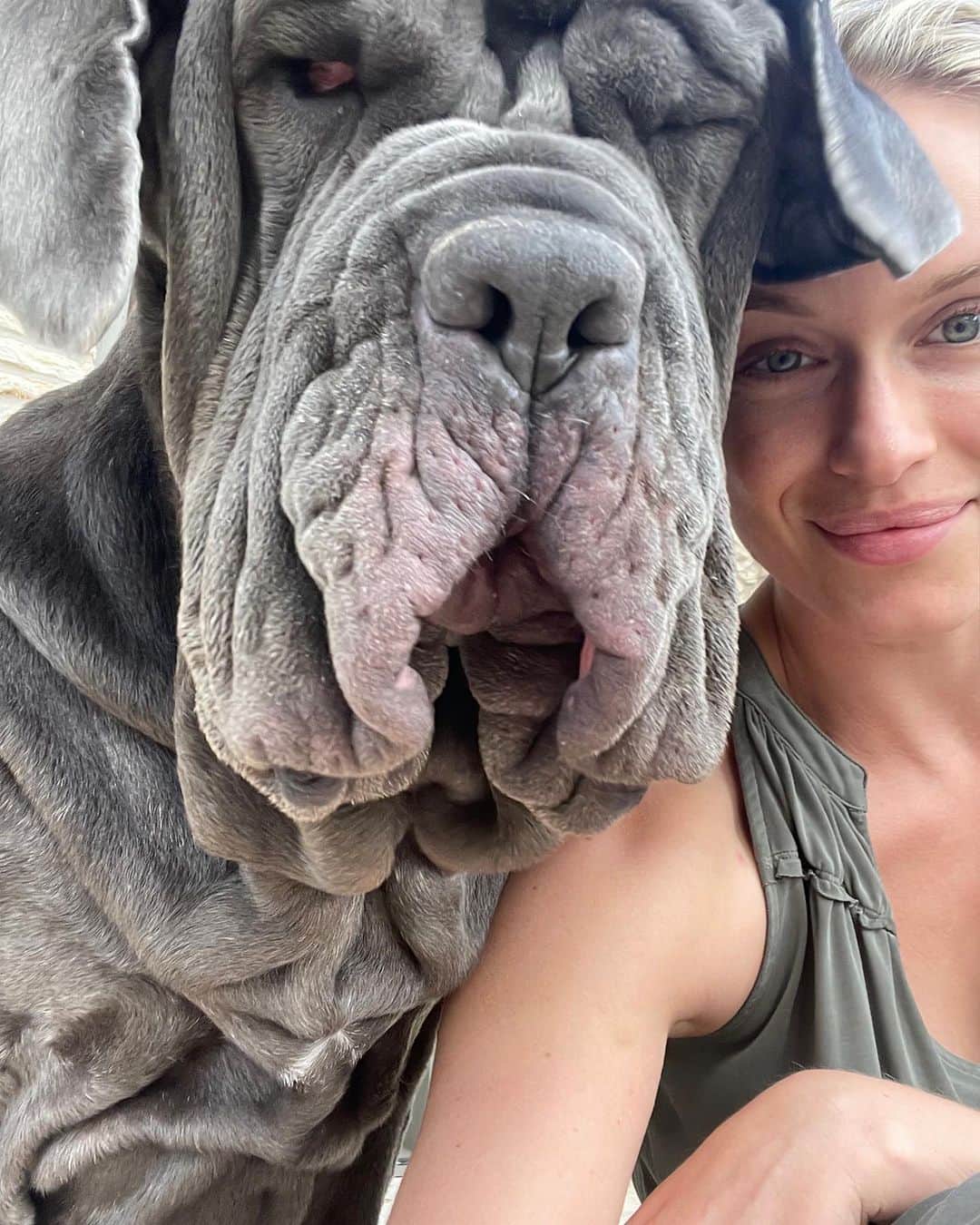 のインスタグラム：「This is PEGGY, the 180 lb Neopolitan Mastiff that recently came into my life by way of Dawson.  She is the silliest bag of meat you’ve ever met and I love her so much.  I didn’t think I could love someone else’s dog so much.  She is 5 years old and loves to play tug of war with her sister, Lola.  She was in Desperate(!!) need of loving mother energy in her life and I am so glad to be the one for her!!! 💋💋💋」