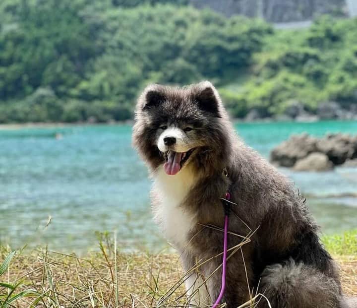 sippoさんのインスタグラム写真 - (sippoInstagram)「『sippoストーリー 』からの紹介です🐕 長毛秋田犬の七海ちゃん（９歳）今日はみんなで海水浴にきたよ～🤗🌞今でもパピーに間違えられるほどの可愛いおばあちゃん😍  飼い主さん：Kiyomi ㅤ sippoのサイト（sippo.asahi.com）で、飼い主さんに投稿してもらった、犬や猫のとっておきストーリーをご紹介しています。 @sippo_official プロフィールのサイトリンクから、『sippoストーリー 』をご覧下さい👀✨ ㅤ あなたとペットのストーリーを募集しています！ #sippoストーリー をつけて、犬や猫の写真を投稿してくださいね🌸採用された方には、編集部からDMでご連絡差し上げます🐾  #sippoストーリー #犬 #イヌ #ワンコ #長毛秋田犬 #秋田犬」9月27日 11時00分 - sippo_official