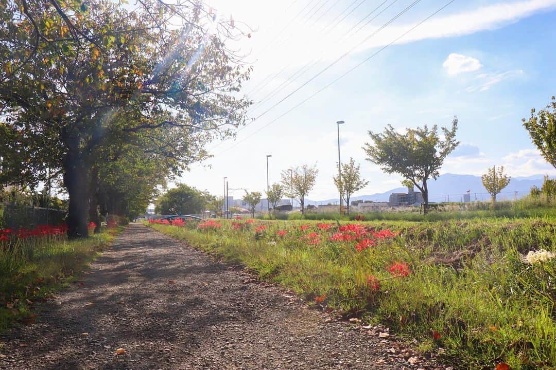 海老名市さんのインスタグラム写真 - (海老名市Instagram)「大谷水門付近のヒガンバナが見頃を迎えています。 花々が爽やかな秋の風に揺られていました。  📷 #好きです海老名 写真募集に、ぜひご応募ください！ 詳しくは、@ebina_officialのプロフィールより、公式サイトをご覧ください。 ご応募、お待ちしています！  #好きです海老名 #住みたい住み続けたいまち海老名 #海老名 #神奈川 #ebina #写真募集 #写真 #募集 #秋 #大谷水門 #ヒガンバナ #花」9月27日 11時00分 - ebina_official