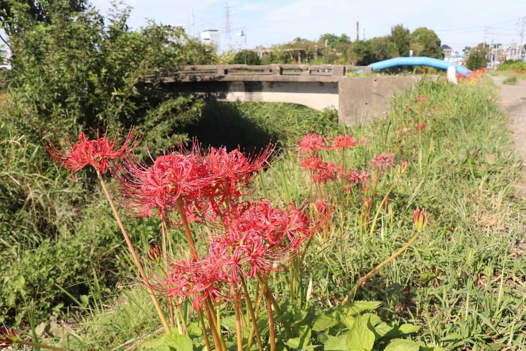 海老名市のインスタグラム：「大谷水門付近のヒガンバナが見頃を迎えています。 花々が爽やかな秋の風に揺られていました。  📷 #好きです海老名 写真募集に、ぜひご応募ください！ 詳しくは、@ebina_officialのプロフィールより、公式サイトをご覧ください。 ご応募、お待ちしています！  #好きです海老名 #住みたい住み続けたいまち海老名 #海老名 #神奈川 #ebina #写真募集 #写真 #募集 #秋 #大谷水門 #ヒガンバナ #花」