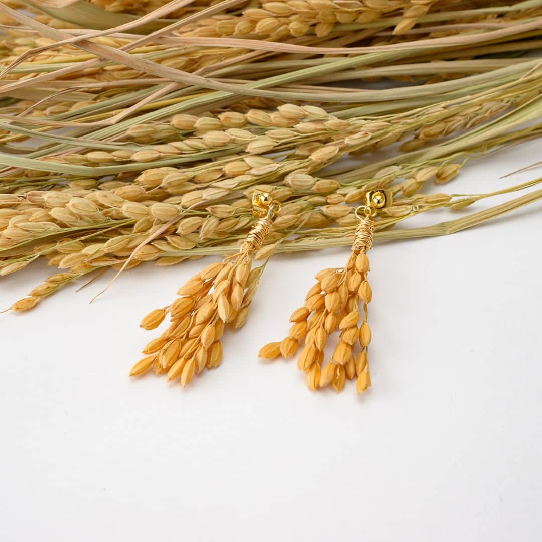 キナリノさんのインスタグラム写真 - (キナリノInstagram)「本物の稲を使ったアクセサリー🌾  －－－－－－－－－  山形県産無農薬栽培で育った稲藁100%を使用し、 耳元を優しくラグジュアリーに飾る ピアス＆イヤリングが誕生しました！  その昔、農家は育てた稲の藁などを使用して、 生活に必要な道具を自分たちで作っていました。 ただ作っていただけでなく、 生活や季節ごとの環境に合わせた工夫を重ね、 その中で遊び心や、お洒落も取り入れた 色々な道具を生み出していたそう🤲🏻✨  当時はごく当たり前のように 行われていた事でしたが、 その知恵や技術は現代にも引き継がれています。  そんな昔からの知恵と技術と遊び心を 活かして作られた、 唯一無二のモチーフに心惹かれますよね☺️  実が取れることもあるますが、 それは自然に還るだけ🌱 その変化していく様子も含めて、 特別な時に普段使いに、 耳元を彩るアクセントとしてお楽しみください＊  －－－－－－－－－  toitoitoi-ys｜【山福限定】ine / ピアス https://kinarino-mall.jp/item-117542  toitoitoi-ys｜【山福限定】ine / イヤリング https://kinarino-mall.jp/item-117634  －－－－－－－－－  ▶画像をタップすると詳細情報をご覧いただけます。  ▶プロフィールの「インスタ掲載」ボタンから、ご紹介商品をまとめてご覧いただけます。→@kinarino_official  ▶キナリノアプリでも販売中！ 「お買いもの」→「インスタグラム掲載アイテム」 　 ※ダウンロードはプロフィールリンクから→@kinarino_official  #キナリノモール #キナリノ #丁寧な暮らし #暮らし #稲 #稲のアクセサリー #アクセサリー #ピアス #イヤリング #手仕事 #ギフト #自分へのご褒美 #toitoitoiys #pierce #Earrings #Accessories #gift #simple」9月27日 11時00分 - kinarino_official