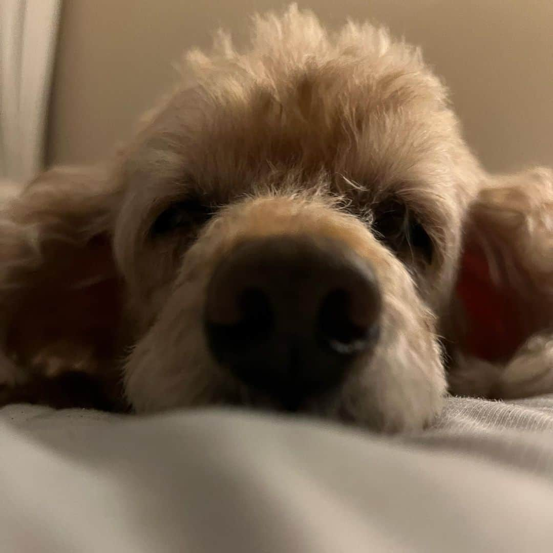 平山あやさんのインスタグラム写真 - (平山あやInstagram)「まめころさんの寝顔♡  @mamecorosan   #dog #toypoodle  #大切な愛犬」9月27日 11時03分 - aya_hirayama