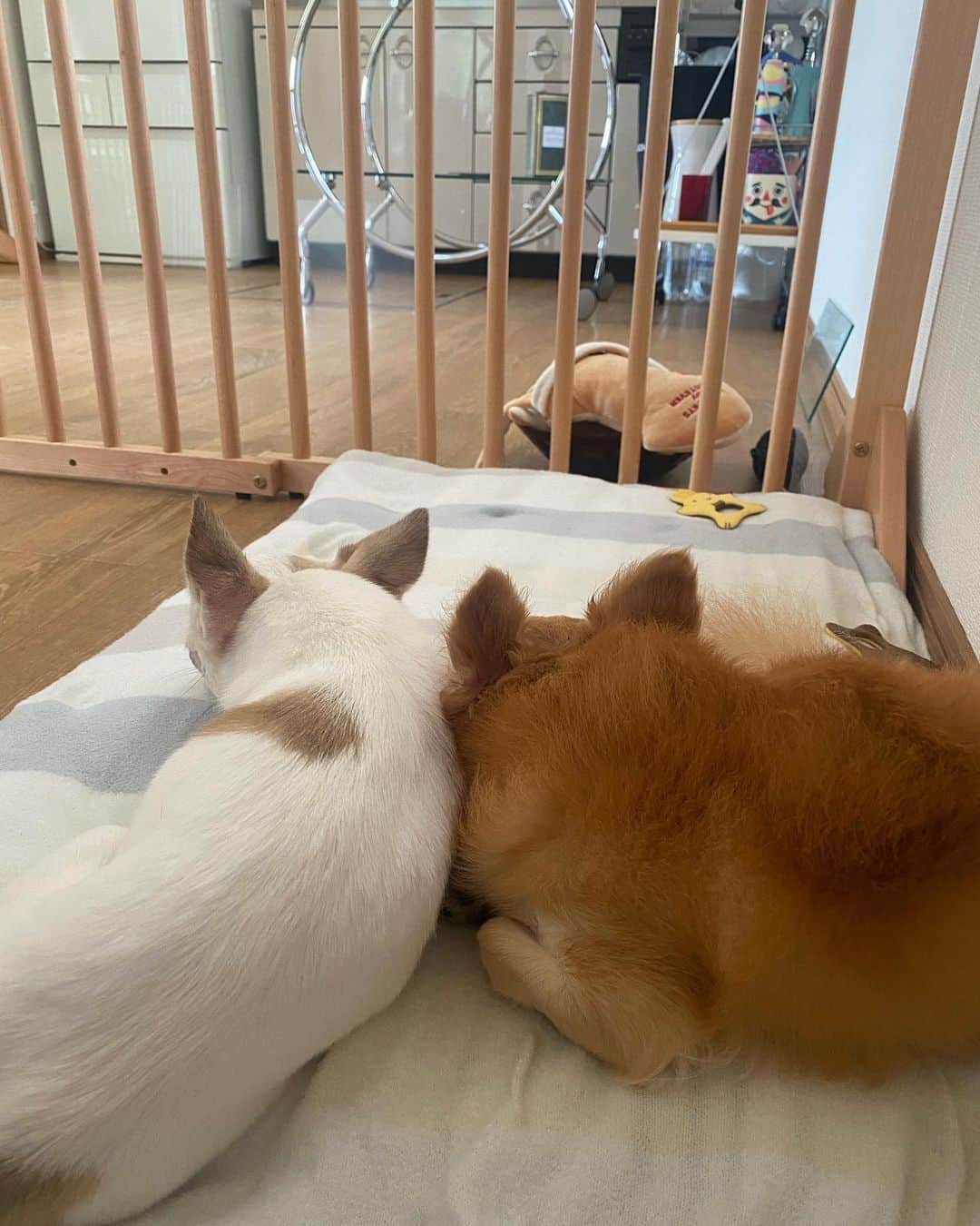 mayuのインスタグラム：「． 畑の🏡は早寝早起き。． 11時ですが、． 朝のお昼寝中2回目中😴😴。。． 今日も元気によい一日を🎀． ． ． ．  #チワワ#ちわわ #chihuahua#犬#犬のいる暮らし」