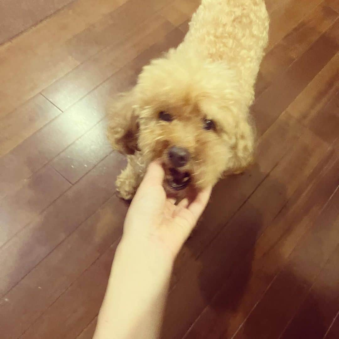 上原実矩さんのインスタグラム写真 - (上原実矩Instagram)「犬」9月27日 12時00分 - miku_uehara