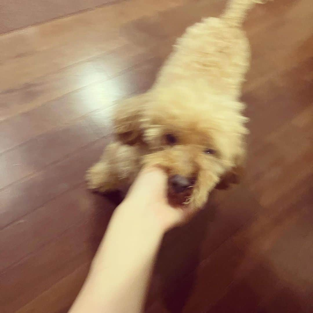 上原実矩さんのインスタグラム写真 - (上原実矩Instagram)「犬」9月27日 12時00分 - miku_uehara