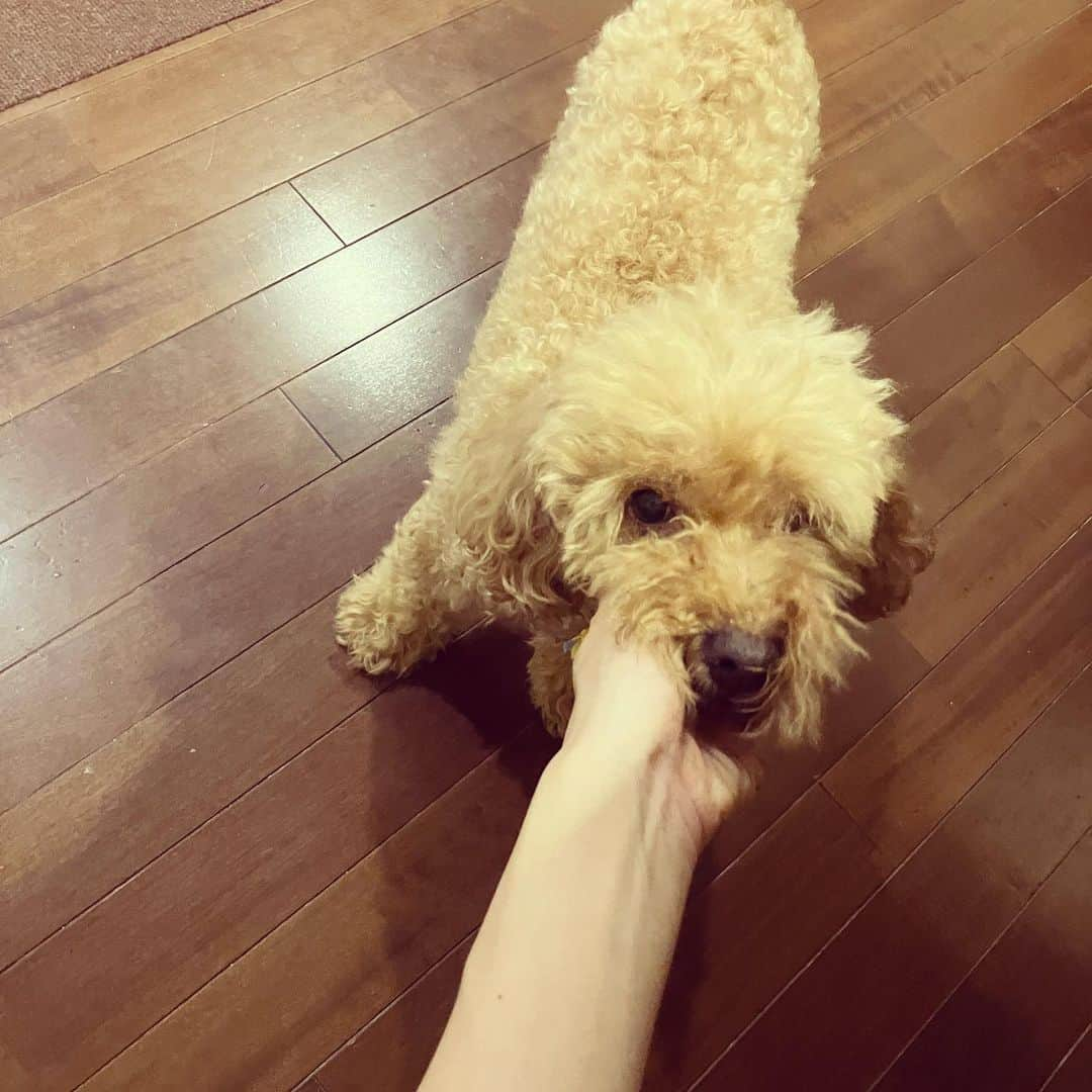 上原実矩さんのインスタグラム写真 - (上原実矩Instagram)「犬」9月27日 12時00分 - miku_uehara