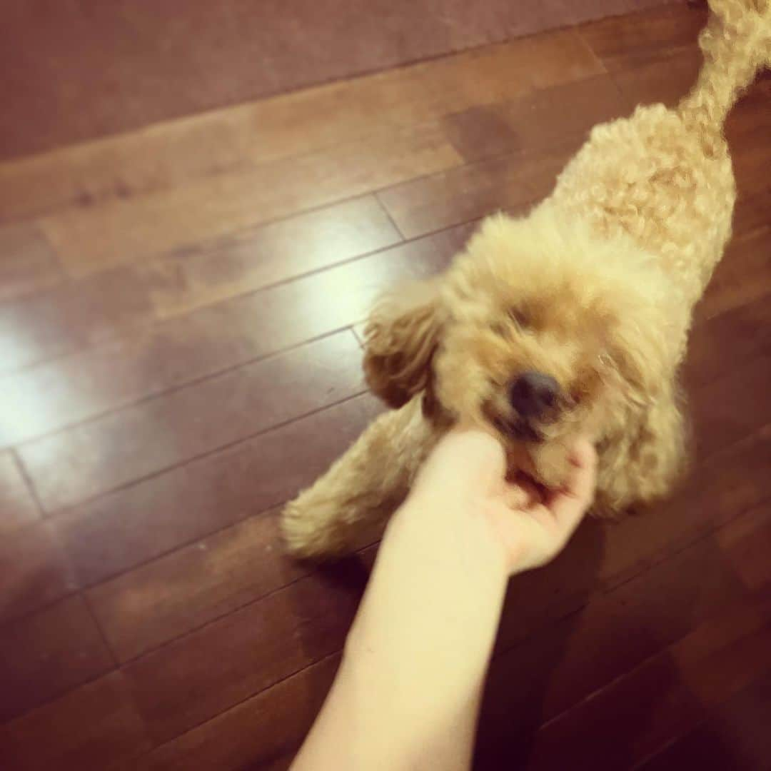 上原実矩さんのインスタグラム写真 - (上原実矩Instagram)「犬」9月27日 12時00分 - miku_uehara