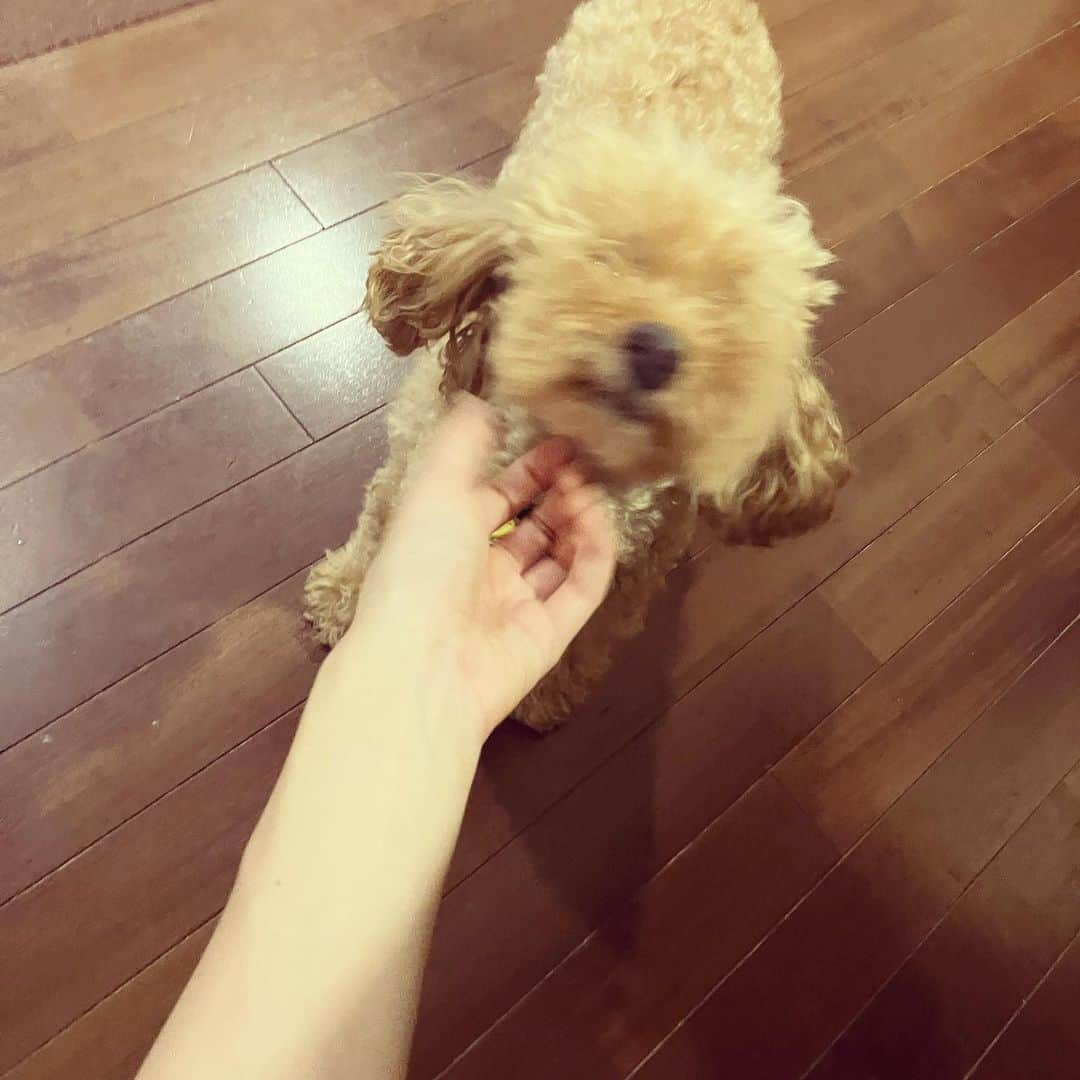 上原実矩さんのインスタグラム写真 - (上原実矩Instagram)「犬」9月27日 12時00分 - miku_uehara