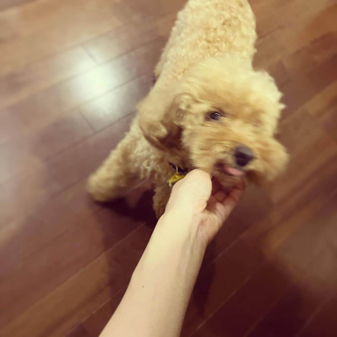 上原実矩さんのインスタグラム写真 - (上原実矩Instagram)「犬」9月27日 12時00分 - miku_uehara