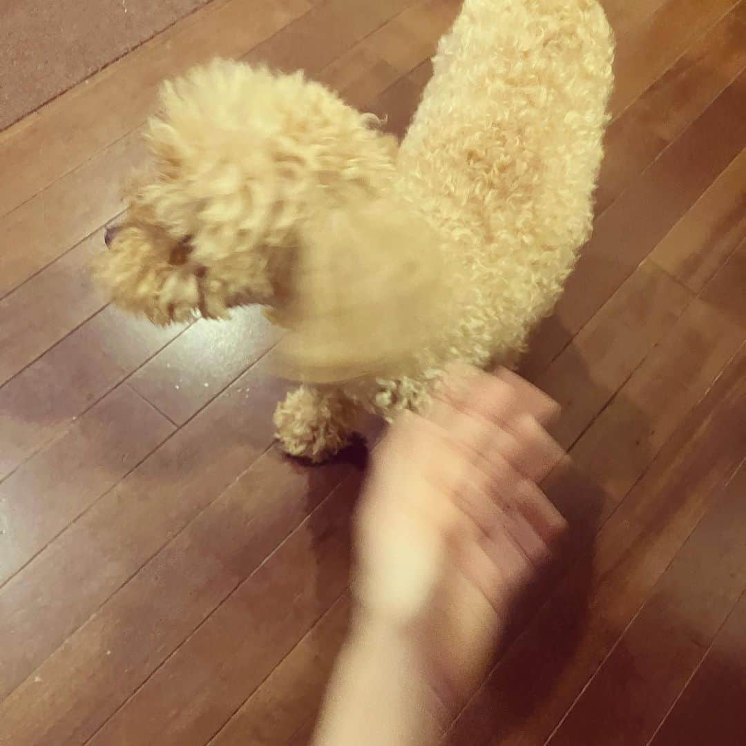 上原実矩さんのインスタグラム写真 - (上原実矩Instagram)「犬」9月27日 12時00分 - miku_uehara