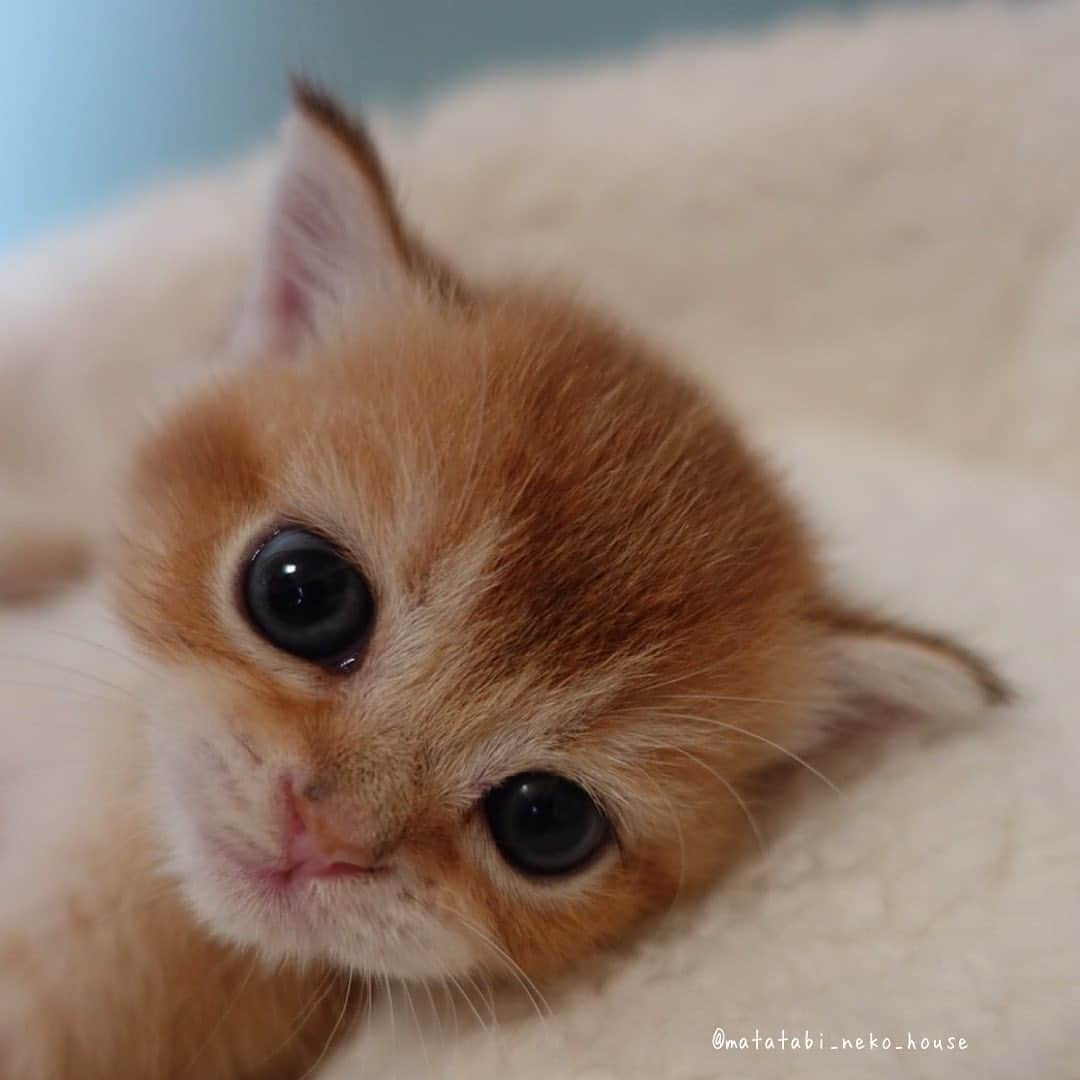 旅猫かあさんのインスタグラム：「🌞BABY CAT  2023年8月30日生まれ  ブリティッシュショートヘア  【次女ちゃん】  ご家族さま募集中✨✨✨✨  他に男の子2にゃんいます。 お待ちくださいませ🙏  今年のブリティッシュの募集は 4にゃんで最後となります。  素敵なご縁がありますように🍀  #またたび猫ハウス　#猫ブリーダー　#子猫販売 #ブリティッシュショートヘア #猫　#子猫　#こねこ　#にゃんすたぐらむ　#britishshorthair #cutepetclub #my_loving_pet #catsofgram #bestmeow #bestcats_oftheworld #cat_features #meowsandwoofs #mofmo #kittensofinstagram #adorable #excellent_cat #igcutest_animals #cat #instacat」