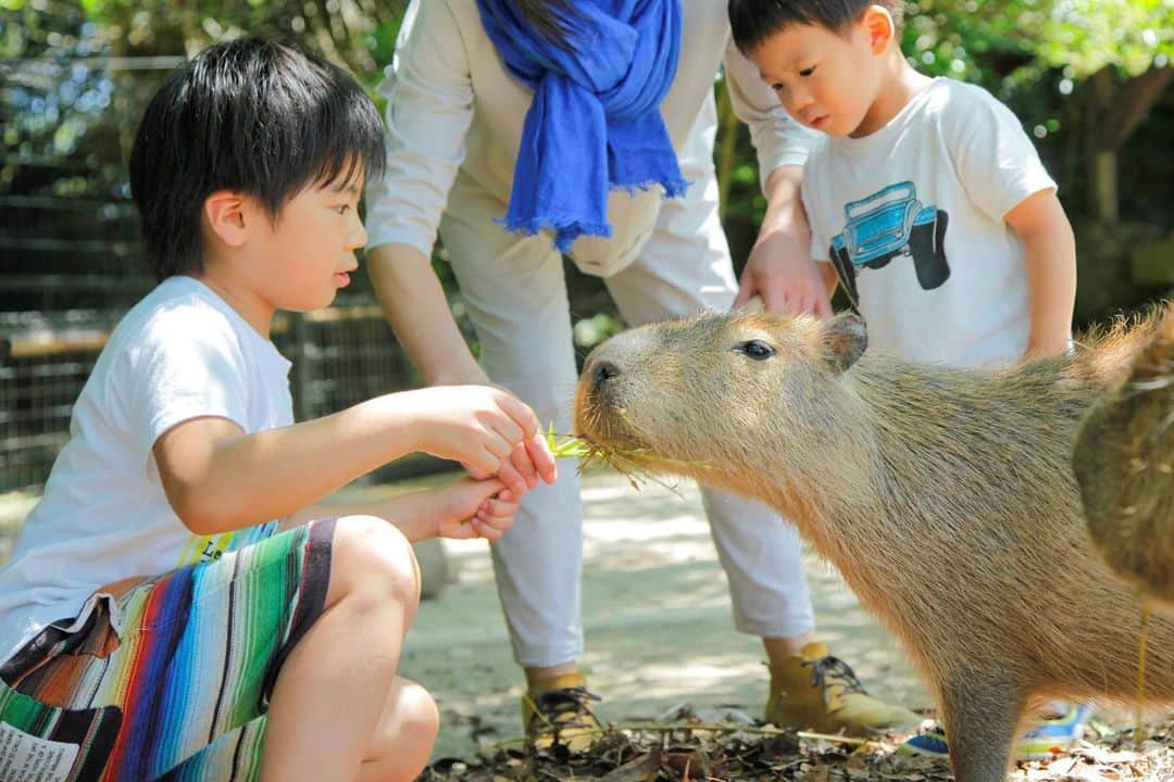 asoview! のインスタグラム：「秋の行楽シーズン🍂 定番のお出かけ先といえば動物園！🦒 本日は、動物とゼロ距離でふれあえる動物園、 「長崎バイオパーク」を紹介します。  バイオパークは、 人と自然の共生をテーマにした動植物園。 動物たちが本来の生態系に近い環境で 自由に暮らしています。  檻や柵も少ないので、 園内を歩いていると突然ミーアキャットに出会ったり、 キツネザルが餌を求めてきたり、 日常生活ではなかなかない貴重な体験ができるのが魅力！  動物たちと同じ目線になって、 動物たちとコミュニケーションをとってみよう👀💬  ───────────────── 長崎バイオパーク @ngsbiopark  📍長崎・西海市 ─────────────────  #長崎 #西海 #西彼町 #九州 #長崎バイオパーク  #バイオパーク #動物園 #ふれあい体験 #動物ふれあい  #子連れ #子連れお出かけスポット #ファミリー #家族旅行  #秋 #秋のお出かけ #週末なにする #アソビュー #asoview」