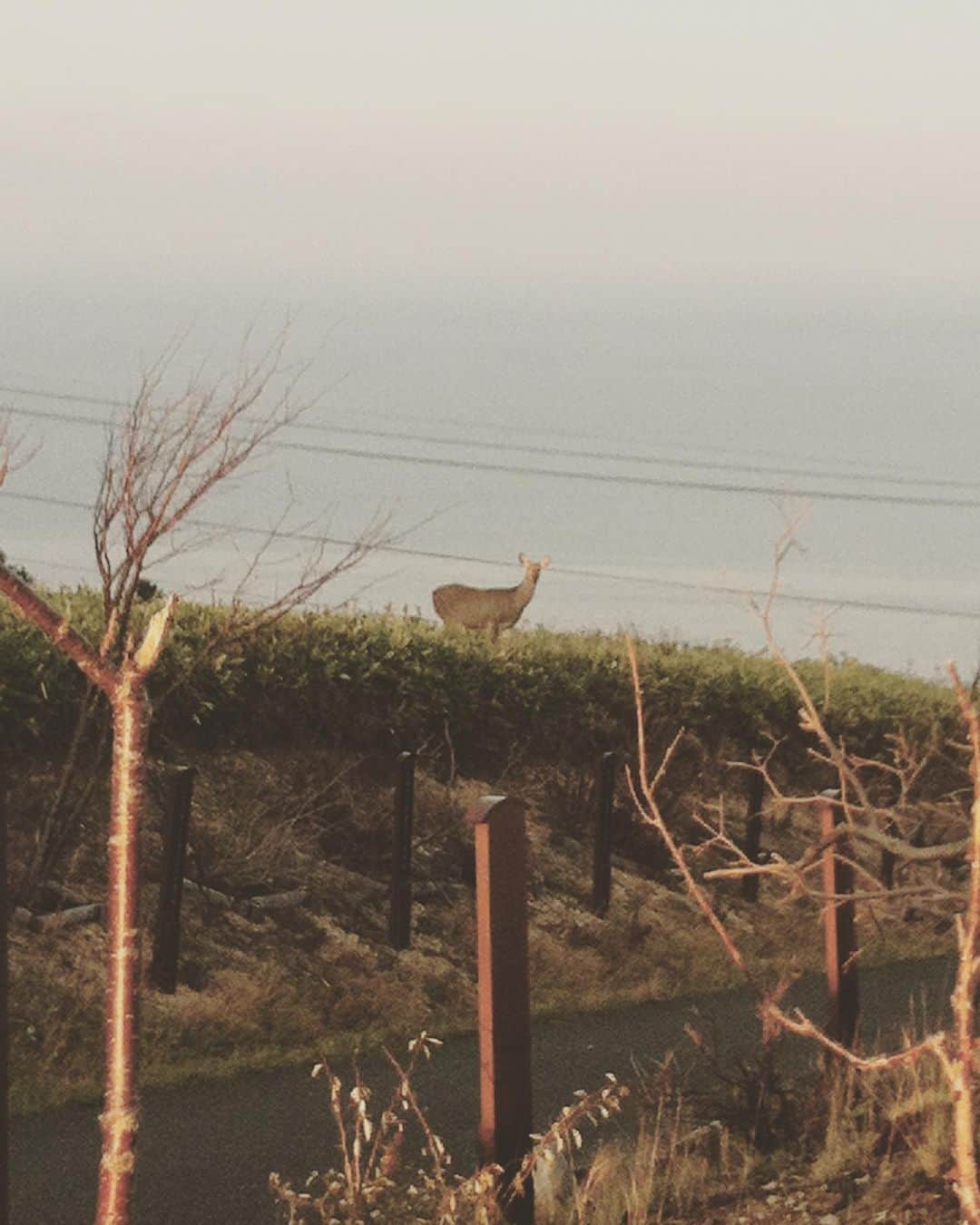 菅原卓郎さんのインスタグラム写真 - (菅原卓郎Instagram)「鹿を見たかい  2011年の11月のこと 9mmはマキシマムザホルモンと一緒に 北海道をツアーしました。  その初日稚内でのライブ の、前日に散歩していた僕は  何を思ったか丘の上に 見えている灯台(？)に 行こうと思い立って 無心に歩いていったものの まわりに人影は皆無。  おかしいなーと思って 到着したら休みだった。 張り紙が貼ってあった。 やってません、て。  あたりを良く見ると コロコロと黒くて丸い 何か動物のフンだらけで、 そのことに気付いたあたりで  鹿が来た。  休業中の灯台は 鹿たちの縄張りに なっていたのだ。  鹿たちの方はとっくに 見慣れない人間だろう 僕に気付いていて 可もなく不可もなく という距離をとって 親子で/群れで/ソロで 通り過ぎていった。  僕はその様子を ぼんやり眺めて 写真を撮ったり 話しかけたりして  登った甲斐は、 収穫はあった。  ということにして 下っていった。 お邪魔しました。  ホルモンとの北海道ツアーは ほんとに楽しく心に残っていて  おれたちもホルモンのみんなも お互いのライブを見てると いつも北海道のことを思い出すね と話すようになってしまった(笑)  来週は北海道で ライブ出来るんだなーと もう寒いだろうなーとか 考えながら練習してます。  帯広は、鹿、いるかな🦌」9月27日 12時59分 - takuro_sugawara