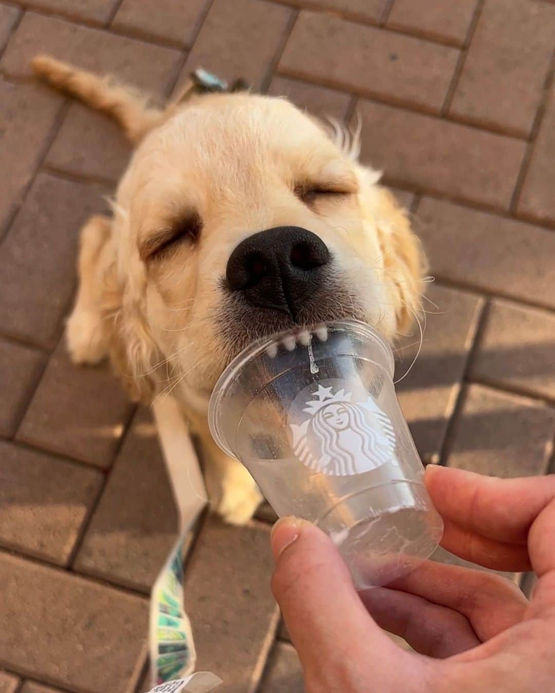 8crapのインスタグラム：「When your pup cup taste like heaven 🤤 - Want to get featured like them? Join “The Barked Club” on FACEBOOK and post something now! 👉 barked.com - 📷 @cruisinwithcookie - #TheBarkedClub #barked #dog #doggo」