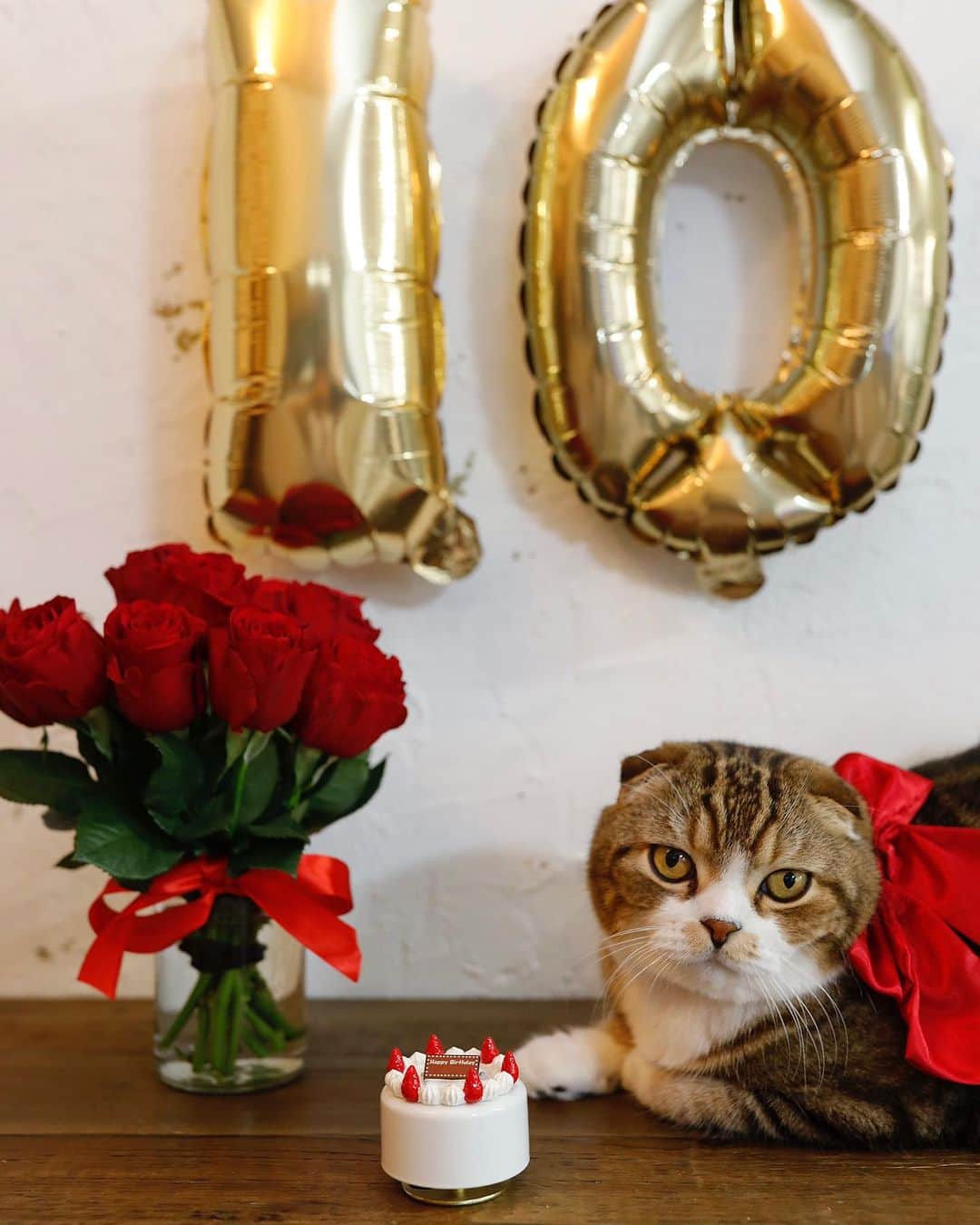 yayoi89のインスタグラム：「I turned 10 today! 🎉 Uzura🐵🎈  Happy birthday  うずらちゃんが10歳になりました！🙊🎂  早くて飼い主の気持ち追いつかない〜💨 今まで大きな病気もせずに 可愛く賢く育ってくれてありがとう💝 まだまだ楽しい時間を一緒に過ごそうね！  いつも見てくださって可愛がってくれてる皆さんにも感謝です💞🐵  #happybirthday #weeklyfluff #cat #scottishfold #tabbycat #kawaii #adorable #neko #catsofinstagram #catlovers  #9gag #sweet #beautiful #instacat  #ふわもこ部 #お誕生日 #猫 #ねこ #スコティッシュフォールド #ねこのいる生活 #かわいい #猫のいる暮らし #猫部#ペコねこ部」