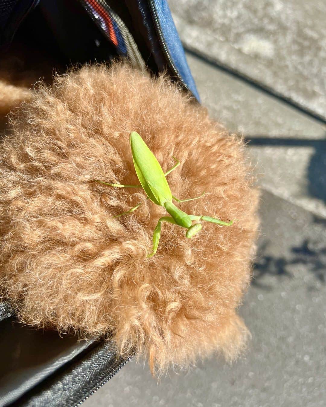 石野卓球のインスタグラム：「ハラビロカマキリ」