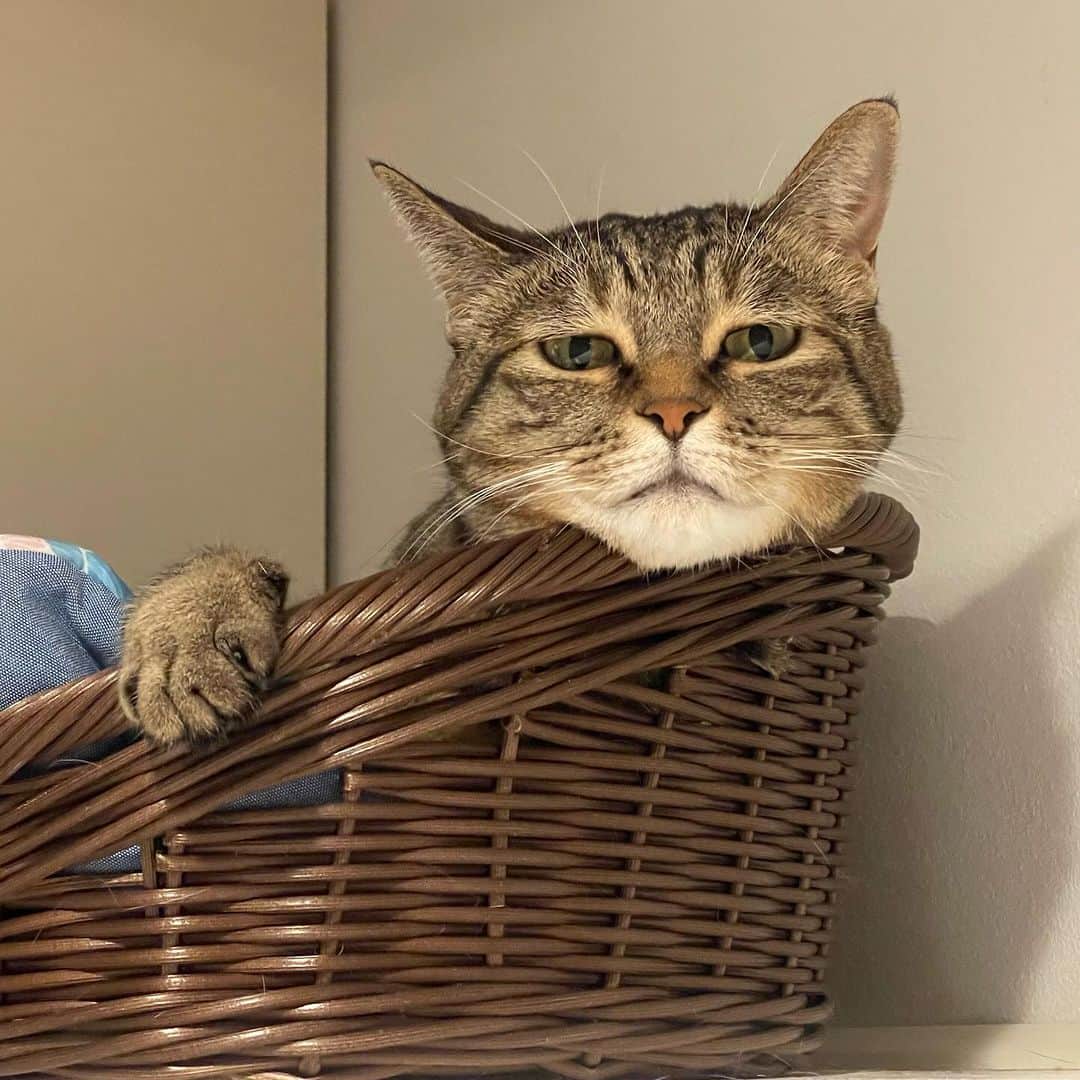田中要次のインスタグラム：「なんて言ってる？ #猫Sabi #Bo_nyans #猫のいる暮らし」