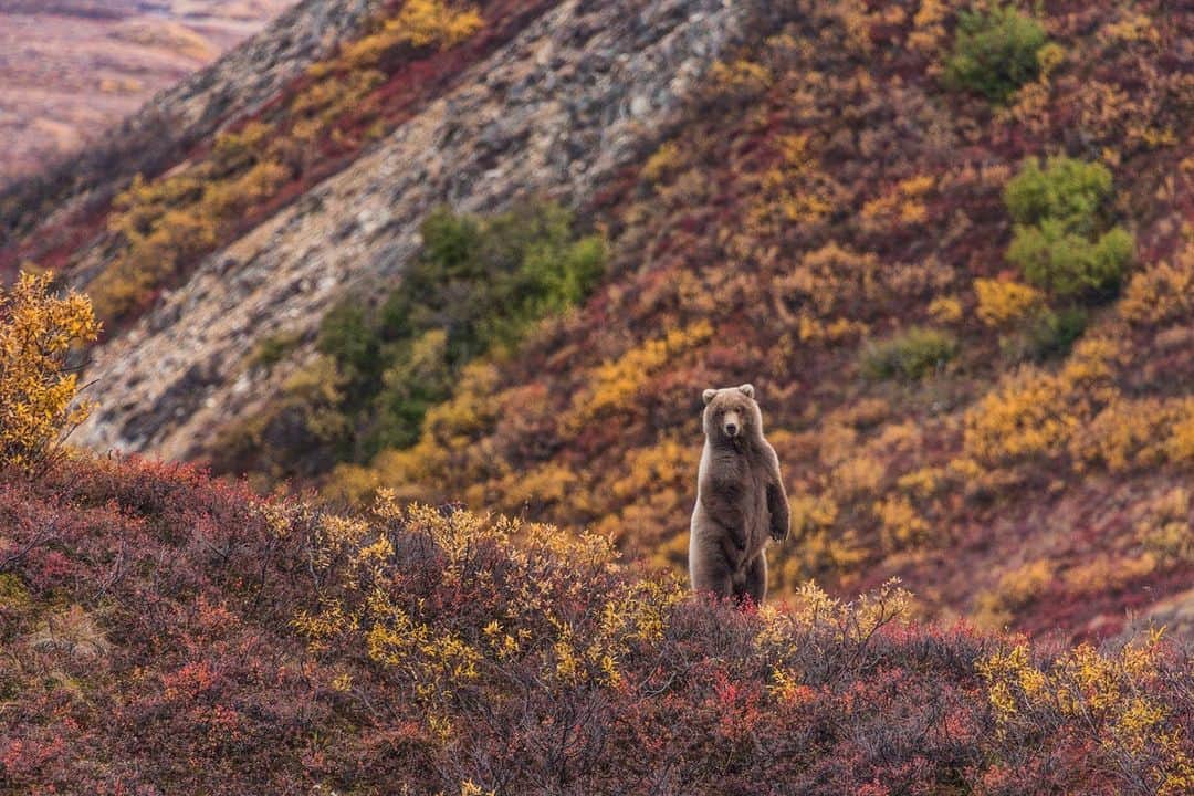 ナショナルジオグラフィックのインスタグラム：「Photo by Aaron Huey @argonautphoto | A young grizzly bear in Alaska’s Denali National Park stands against a backdrop of bright fall colors, feasting on blueberries to fatten up for a long winter hibernation. The taiga where this bear roams turns into a stunning canvas of reds and oranges each September, thanks to a unique mix of dwarf birch, willows, and blueberry bushes. Lasting only from late August to October, Denali’s autumn is brief but unforgettable, especially for photographers! For more scenes from this extraordinary landscape, follow @argonautphoto.」
