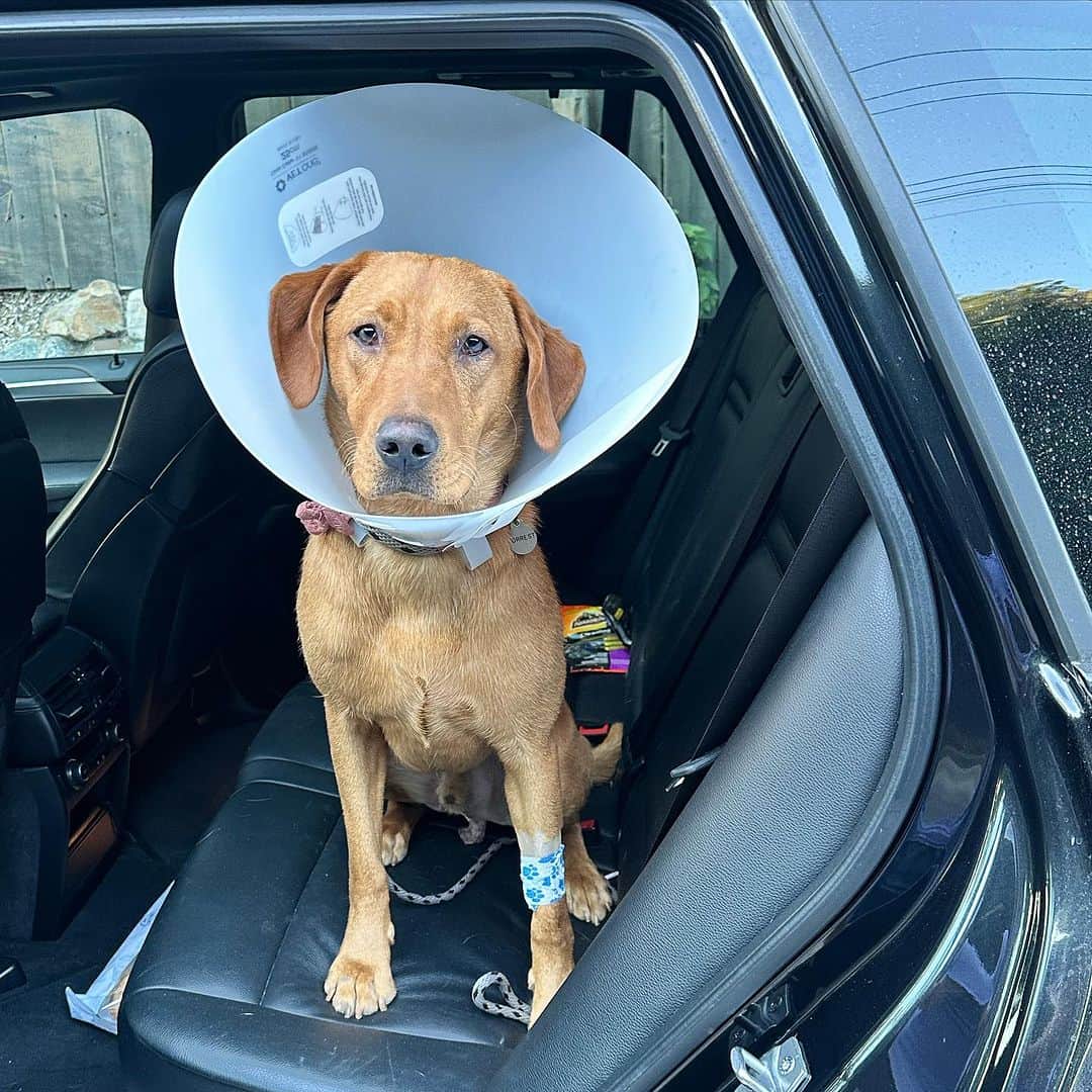 トム・フェルトンのインスタグラム：「Such a little trooper ❤️」