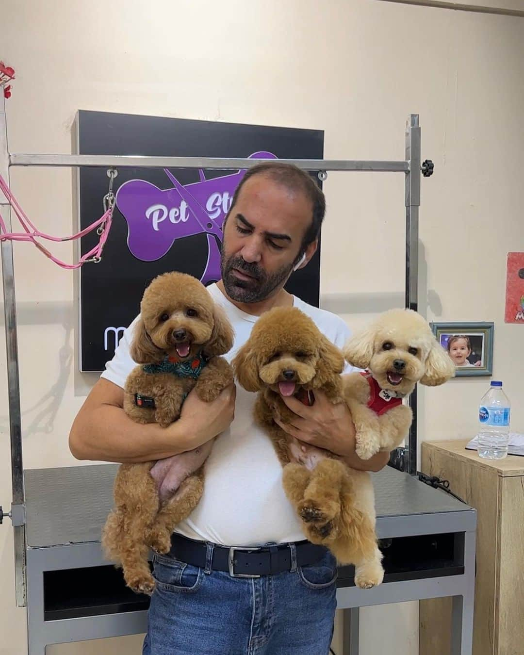 Mehmet Gunesのインスタグラム：「The registration for workshop in Amsterdam on 14th November has started. It is a good occasion especially for who wanted to learn pomeranian and poodle grooming.  You will learn all tecnique and details on this workshop. Please contact to @pomeranian_amsterdam .You can also get details if you call Nancy. You can join all over of Europe and get your certificate. I look forward to meeting and working with you.  Regards ❤️」