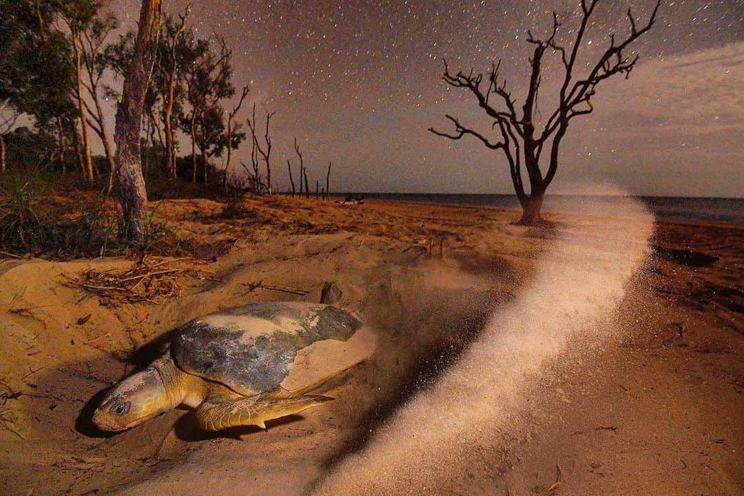 Thomas Peschakのインスタグラム：「I am currently taking a break after six months photographing across the Amazon basin for @insidenatgeo - right now I am focusing on just getting some chill time at home and sorting through tens of thousand of new images. In the meantime here is a photograph of a flatback sea turtle kicking up sand while covering up her nest on Crab Island, off Australia’s northeast coast. This 200-pound sea turtle is endemic to Australia and Crab Island is this species largest rookery. Unlike most other globally important sea turtle nesting locations, Crab Island is not a government gazetted protected area. The island is traditionally owned by the Injinoo people and it is the indigenous rangers of the Apudthama Land Trust who brave saltwater crocodiles and other hazards to monitor and protect Crab Island’s  flatback sea turtles. Shot on assignment for @NatGeo in partnership with the Apudthama Land Trust. Check out the full story in the October 2019 issue of National Geographic magazine #seaturtles #turtle #australia #beach #conservation」