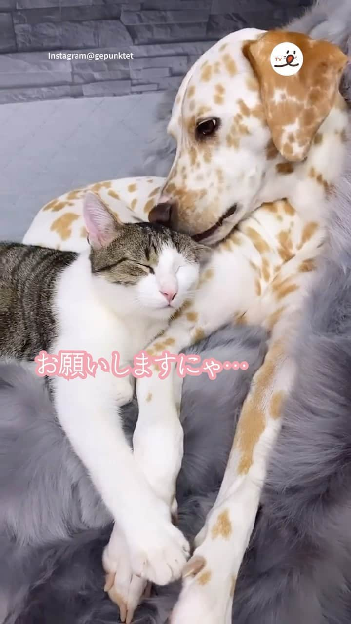 PECOねこ部のインスタグラム：「「まだまだ足りにゃい……🐈💕」 ㅤㅤ 今回素敵な投稿をしてくださったのは… @gepunktet さん 他にも素敵なお写真がたくさんあるので ぜひ遊びに行ってみてね♪ ㅤㅤ ㅤㅤ ㅤㅤ 〖 #ペコねこ部（ #pecoいぬ部 ） 〗をつけてご投稿いただくと PECOのSNSで楽しくご紹介させていただきます😋 フォロー&コメントお待ちしています✨ ㅤㅤ ㅤㅤ  ============================== @pecocats（ @pecodogs ）☚YouTubeでも可愛いワンニャン紹介中🐶💕 ==============================  #猫部 #ふわもこ部 #猫好きな人と繋がりたい #catstagram #catlover #냥스타그램 #캣스타그램 #犬と猫 #仲良し #毛づくろい #おねだり」