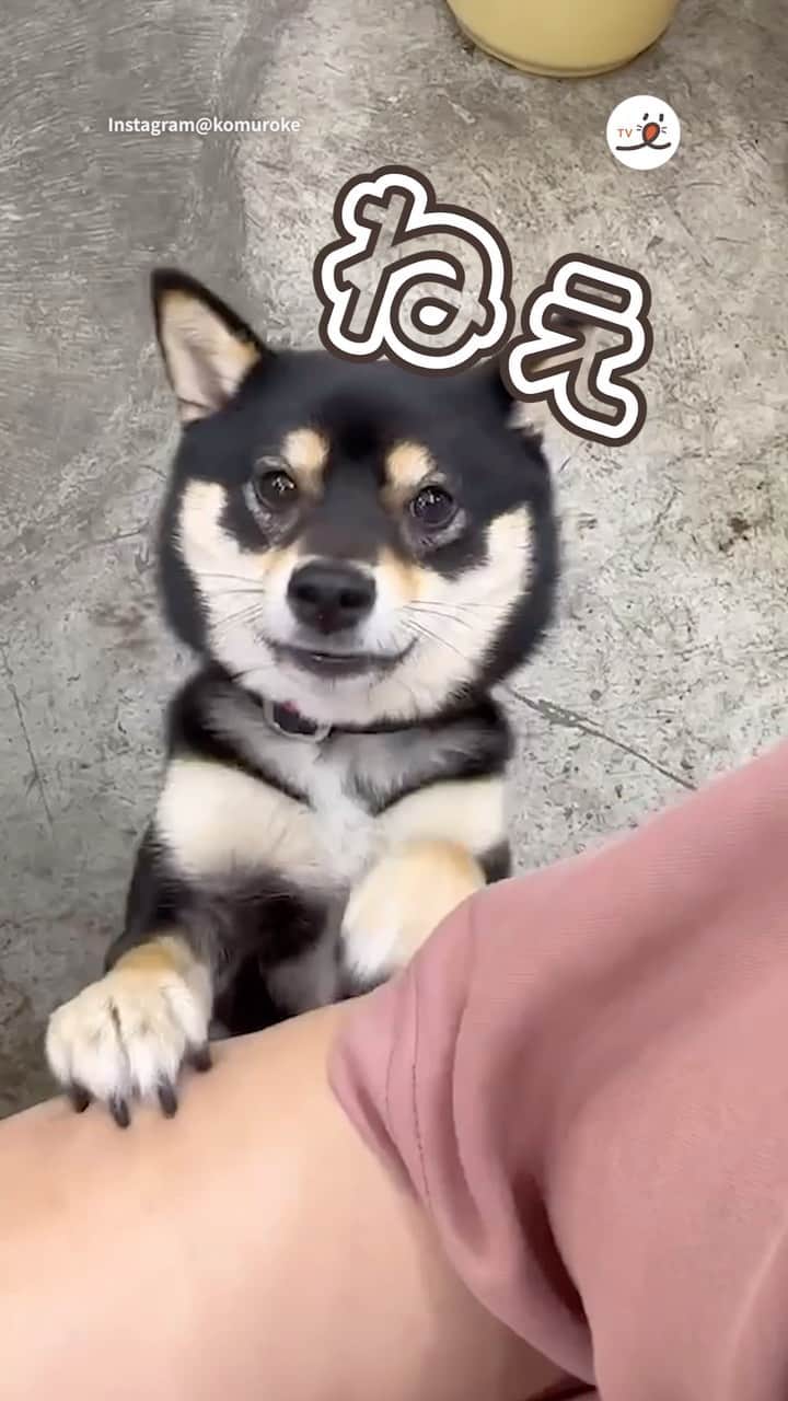 PECO いぬ部のインスタグラム：「「仕事中でもこの誘惑には……勝てない😍」  ㅤㅤ 今回素敵な投稿をしてくださったのは… @komuroke さん（染ちゃん） 他にも素敵なお写真がたくさんあるので ぜひ遊びに行ってみてね♪ ㅤㅤ ㅤㅤ ㅤㅤ 〖 #pecoいぬ部（ #ペコねこ部 ） 〗をつけてご投稿いただくと PECOのSNSで楽しくご紹介させていただきます😋 フォロー&コメントお待ちしています✨ ㅤㅤ ㅤㅤ  ============================== @pecodogs（ @pecocats ）☚YouTubeでも可愛いワンコ（ニャンコ）紹介中🐶💕 ==============================  #犬のいる暮らし #犬部 #犬好きな人と繋がりたい #dogstagram #doglover #멍스타그램 #개스타그램 #豆柴 #mameshiba #遊んで #アピール #仕事は #一時中断するしかない」