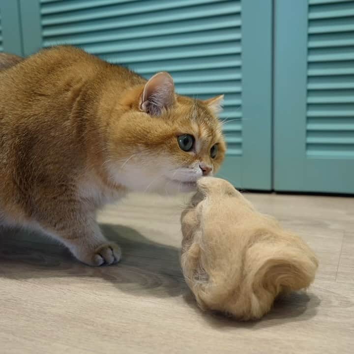 Hosicoのインスタグラム：「How to quickly make a cat out of wool 🧸」