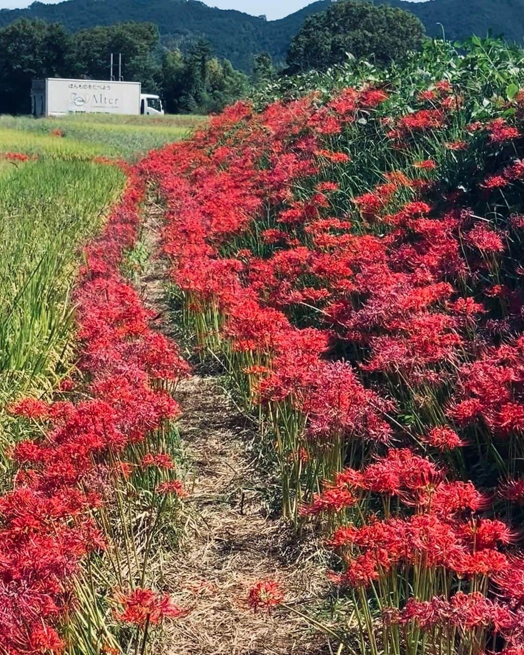 hama_aki_pppさんのインスタグラム写真 - (hama_aki_pppInstagram)「奈良県御所市#葛城一言主神社 (スライドして下さい)  Location Nara Japan (Swipe)   2023.09.25   毎年来てるので説明は要らないかも知れませんがいちごんさんの呼び名で親しまれる#一言主神社 一言だけの願い事ならどんな事でも叶えてくれると信じられています。 参道や周辺の田んぼの畦道には彼岸花がいっぱい咲いていました🌺🌺🌾⛩️  #神社仏閣　 #寺社仏閣  #彼岸花  #曼珠沙華 #わたしは奈良派  #奈良県景観資産　　 #日本庭園  #おとな旅プレミアム  #こころから  #タビジェニ  #j_flower_shots  #sorakataphoto  #rakutentravel  #japanese_gardens  #otonatabi_japan  #histrip_japan  #9vaga9_flowers  #zkg10 #loves_united_flora  #ptk_japan  #cooljapan  #flower_igers  #ig_flowers  #japanesetemple #japanese_gardens  #iphonephotography  #iphoneonly  #iphonephotographer」9月27日 18時05分 - hama_aki_ppp