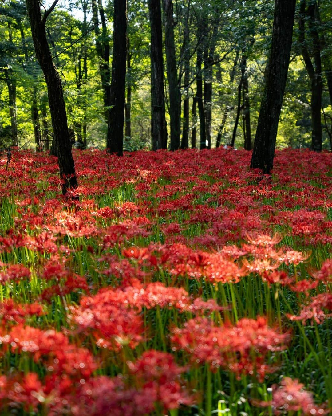 詩歩のインスタグラム：「真っ赤な彼岸花が絨毯のように咲くスポットへ Visited the spot where bright red spider lilies bloom like a carpet.  埼玉県にある #巾着田曼珠沙華公園 。 高麗駅から徒歩でも来れる巾着田は、上空から見ると”巾着のような地形”をしていることから名付けられました。  野生の曼珠沙華（彼岸花）がなんと500万本も群生していて、かつて川で球根が流れ着いたことから広がったとかなんとか。こんなに広い面積に群生しているなんて本当にすごい規模です。  今回は始発電車で訪れて、朝７時半ごろに到着。 まだ満開には少し早いかな…というタイミングだったけれど、朝日に照らされた花たちは妖しい美しさを放っていました。  この場所に来るのは２回目で、前回はカメラを始める前の大学時代！（十数年前😂）所沢に住んでいたのが懐かしいな〜  #KinchakudaManjushagePark is located in the suburbs of Tokyo. #Kinchakuda , which can be reached by train from Tokyo, is named after its "pouch-like" shape when seen from the sky. A whopping 5 million wild #manjushage ( #higanbana ) flowers grow in clusters, and it is said that they spread because the bulbs were once washed ashore by a river. It is truly amazing to see such a large area of flowers growing in clusters. This time, I took the first train and arrived around 7:30 in the morning. It was still a little early for full bloom, but the flowers looked mysterious and beautiful in the morning sunlight.  🇯🇵 #shiho_saitama  📷 25th Sep 2023 📍埼玉県 巾着田曼珠沙華公園 / Kinchakuda Manjushage Park, Saitama JAPAN  ©︎Shiho/詩歩」