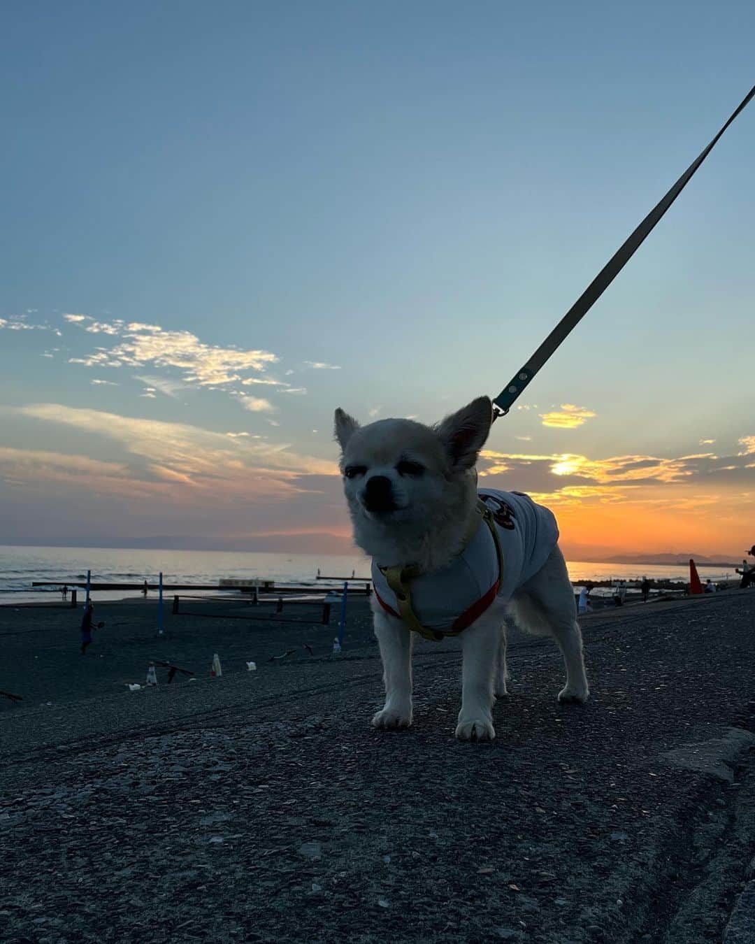 五明祐子さんのインスタグラム写真 - (五明祐子Instagram)「今日は自宅で作業の日でしたー。  おもち🐶はお散歩大好き。小型犬ですが1日2回行きます😆  ああ。この景色、癒されるなあ☺️  #夕日#海#お散歩🐶」9月27日 18時13分 - gomyoyuko