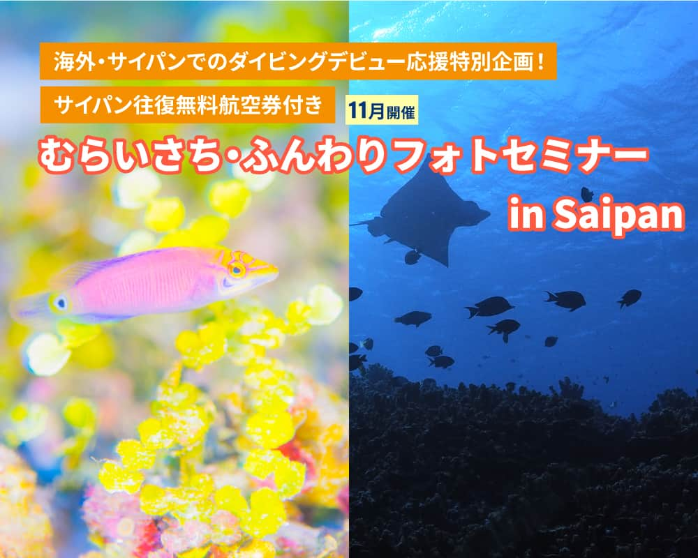 マリアナ政府観光局のインスタグラム：「海外ダイビングデビュー応援！  サイパン往復航空券付きフォトセミナー 『むらいさち水中フォトセミナー in Saipan』  11月開催決定！  さまざまな理由で海外ダイビング・サイパンダイビングを諦めている多くの日本人ダイバーをマリアナ政府観光局は全力応援！  水中写真家のむらいさちさんを講師に迎えて、ダイビングパラダイス・サイパン島でフォトセミナーを開催します。  サイパンは直行便でわずか3時間半、時差1時間という日本からもっとも近い英語圏の常夏ダイビングデスティネーション。  年間の平均気温27〜32度、水温28度前後と安定している他、マリアナブルーと称される美しく透明な海には数多くのダイビングポイントが点在。 しかも日本人インストラクターが多いため言語の心配もいりません。まさに、海外でのダイビングデビューにふさわしいダイビングパラダイスなのです♪  「海外初ダイビングを叶えたい！」 「サイパンデビューしてみたい！」 「もっと上手に水中写真を撮ってみたい！」  そんな願いを、マリアナ政府観光局と在サイパン・ダイビングサービス協力６店がしっかりとサポートするこの機会に、海外ダイビング・サイパンダイビングデビューをしてみませんか？  選ばれた10名の方には、セミナー参加時の「成田―サイパン直行便往復航空券」をマリアナ政府観光局がプレゼントいたします！  詳細は @mymarianas_mva のURLまたは、以下より応募ページをご覧ください。 https://japan.mymarianas.com/collaboration/muraisachi-photoseminar/  【むらいさち・ふんわりフォトセミナー in Saipan】 ＜講師＞ むらいさち @murai_sachi  ＜協力ダイビングサービス＞ ANCLAH SAIPAN @hiroshi_anclah   AQUA GATE SAIPAN @aqua_gate_saipan   MAKESURE DIVING @makesure_diving_saipan   Sakura Marine @akarisaipan   Selfish Saipan @yuichi.nonogaki_saipan  Super Fish Diving Saipan @takashi_nazuka   ＜協力＞ マリンダイビングウェブ https://marinediving.com/  #マリアナ政府観光局 #むらいさち #マリンダイビング #サイパンダイビング #サイパン #北マリアナ諸島 #ダイビング旅行 #ダイビング合宿 #フォトセミナー #水中写真 #セミナー #水中写真撮ってる人と繋がりたい #サイパン旅行 #マリアナ #航空券プレゼント #ダイビング好きな人と繋がりたい #ダイビング初心者 #ダイビング写真 #ダイビング仲間 #ダイビングツアー #ダイビング仲間募集中 #ダイビングフォト #ファンダイビング #海外ダイビング #海外ダイビング旅行 #プレゼント」