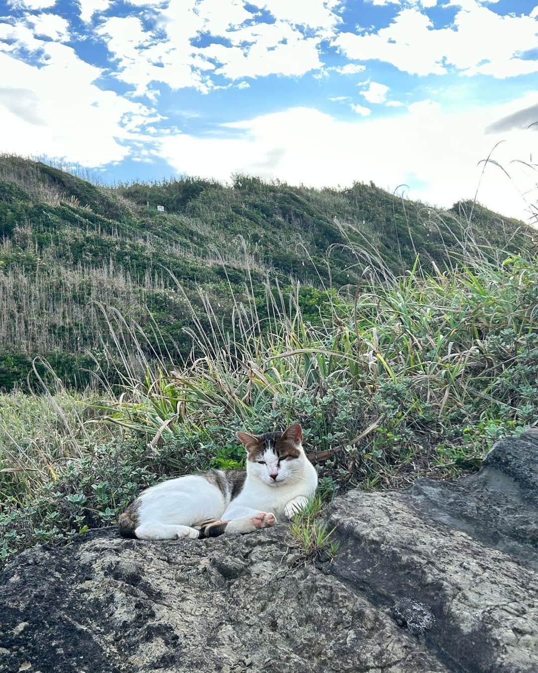 RINAさんのインスタグラム写真 - (RINAInstagram)「今日はまるで猫ちゃんの島へ行った気持ち🐈 三浦海岸にたくさんのニャンコがいました。 癒される朝一でした😍 #cats #catsworld #catsnaturelife  #猫」9月27日 18時56分 - rina_karina0417