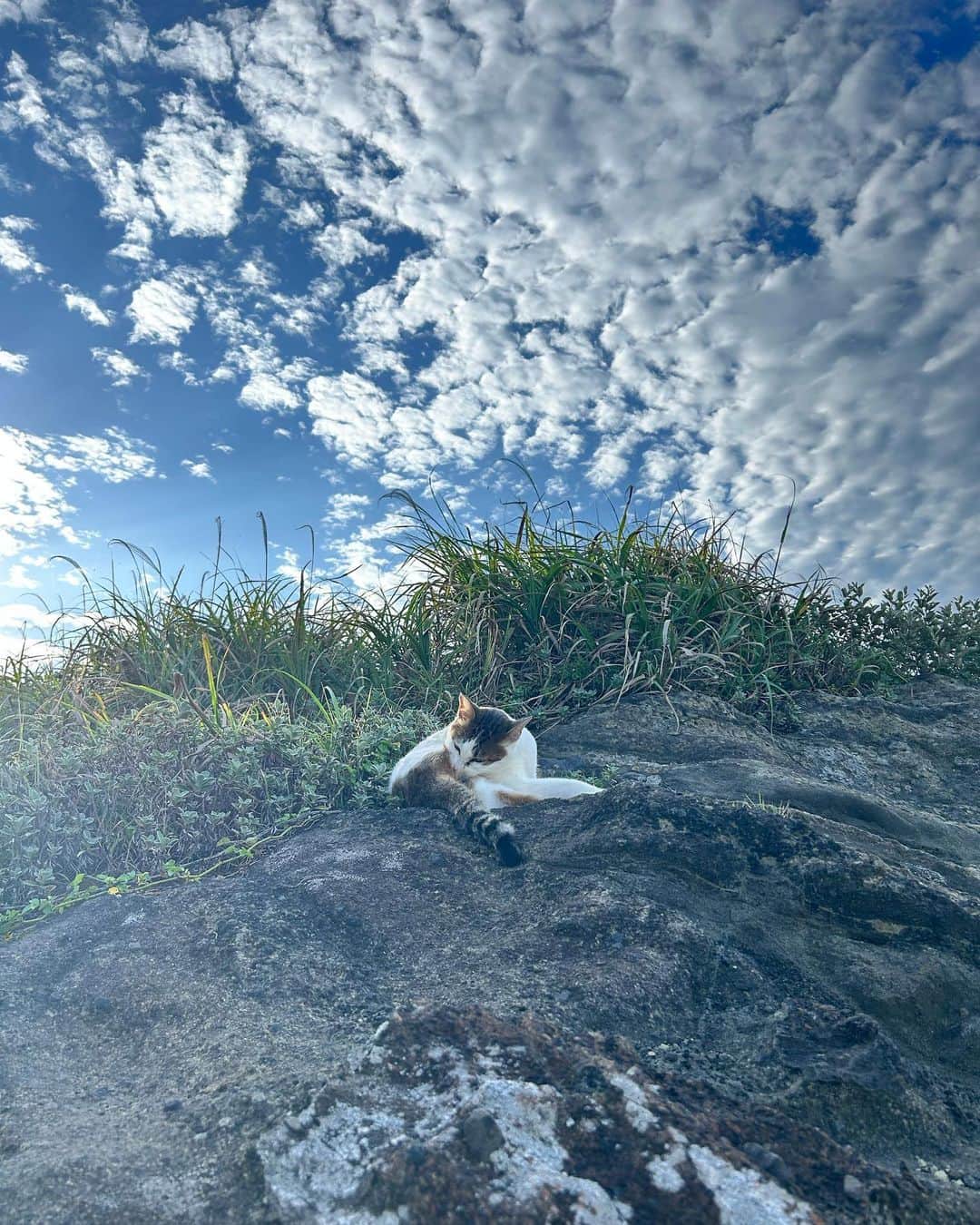RINAさんのインスタグラム写真 - (RINAInstagram)「今日はまるで猫ちゃんの島へ行った気持ち🐈 三浦海岸にたくさんのニャンコがいました。 癒される朝一でした😍 #cats #catsworld #catsnaturelife  #猫」9月27日 18時56分 - rina_karina0417
