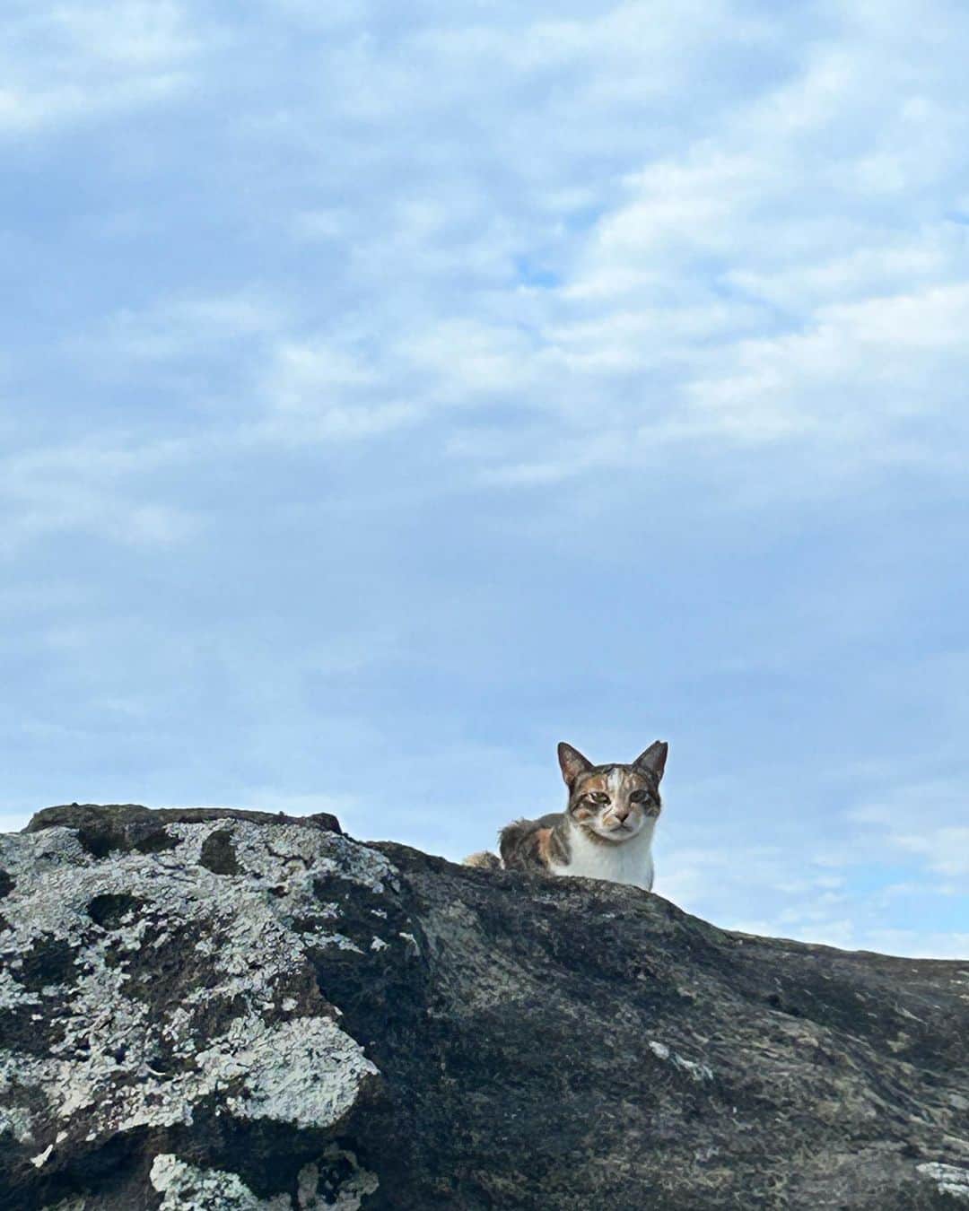 RINAのインスタグラム：「今日はまるで猫ちゃんの島へ行った気持ち🐈 三浦海岸にたくさんのニャンコがいました。 癒される朝一でした😍 #cats #catsworld #catsnaturelife  #猫」