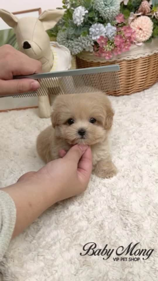 のインスタグラム：「The maltipoo with a beautiful and soft coat . . 저희는 다양한 강아지를 소유하고있으며, 강아지의 외모와 건강에 최선을 다하고 있습니다. We OWN Each and Every Puppy In Hand We Only Offer the Best in Appearance and Health  . . 베이비몽은 11년동안 운영한 믿을 만한 펫샵으로 많은 한류스타, k팝스타, 셀럽들이 선택한 곳입니다 미니 사이즈,명품견 전문으로  해외,국내에서 이미 유명하며  단 한건의 사고 없이 지금까지 운영해 왔습니다  당신이 원하는 강아지가 있다면 언제든지 연락주세요!!  BabyMong is a reliable pet shop that has been operating in Korea for 11 years. Many K-pop stars, Korean wave stars, and celebrities chose BabyMong. We are specialize in selling mini-cup-sized puppies. We sent many puppies abroad for a long time. And the puppies have been transported safely without a single accident.  Feel free to contact me if you are interested. . . ????서울 영등포 본점: 010 8325 0086 영업등록번호: 110111-7609071 주소: 서울시 영등포구 영중로23 대표번호: 1688-4386 ??  text Instagram☎+82-10-2214-0186 Whatsapp +82-10-2214-0186 Wechat babymongoverseas Email : babymongkorea@gmail.com Dm : ?? Please direct message call me BABYMONG Main Kakao talk ID : babymongkorea . . #말티푸#말티푸입양#말티푸분양 #크림말티푸#미니말티푸#말티푸그램 #멍스타그램#댕스타그램#강아지#애견 #애견분양#서울애견#베이비몽 #maltipoo#micropuppy#teddybear #maltipoopuppy#teacuppuppy#teacupmaltipoo #puppy#puppies#cute#dogstagram #koreanpuppy#dogoftheday#doggie」