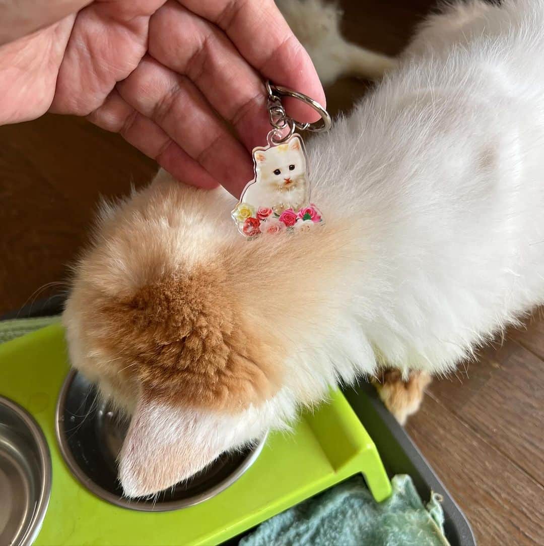 Kachimo Yoshimatsuのインスタグラム：「娘が作って販売してる Babyおかきアクリルキーホルダー かわいい。  https://12momo4.thebase.in/  で買えます。  #うちの猫ら #猫 #okaki #ねこ #ニャンスタグラム #にゃんすたぐらむ #ねこのきもち #cat #ネコ #catstagram #ネコ部 http://kachimo.exblog.jp」