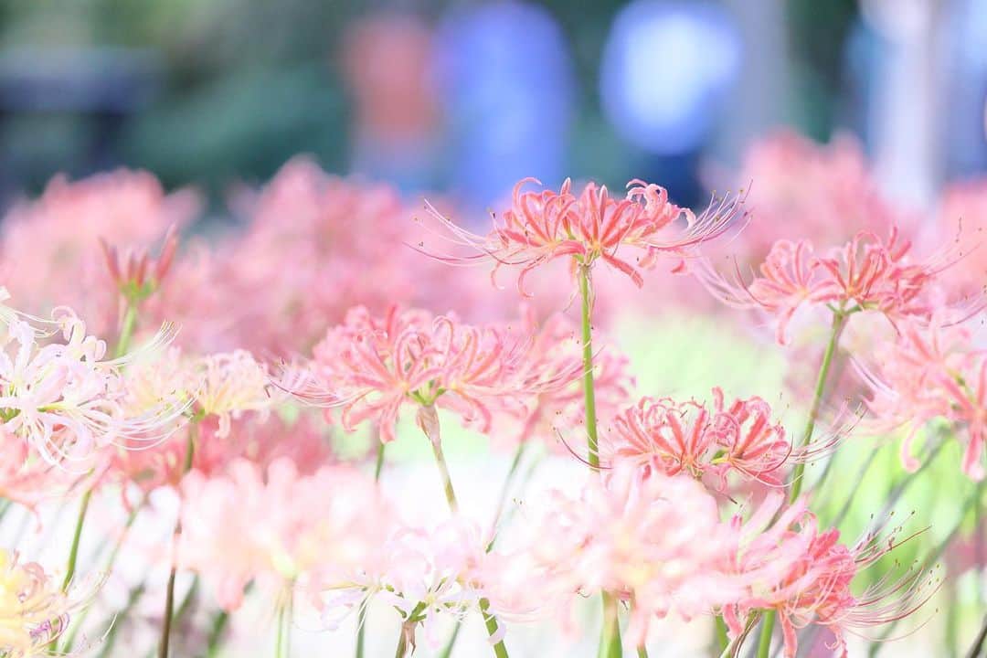 kiccyomuのインスタグラム：「☁️ 2023.09.27 Wed 初めて行った #西方寺  #彼岸花 が たくさん咲くお寺さん🤗  この彼岸花の色は… 薄い紅色というか、 ピンク色というか、 あまり見かけない色ですネ📸  location #神奈川 ❣️ 📷撮影 2023年9月25日」