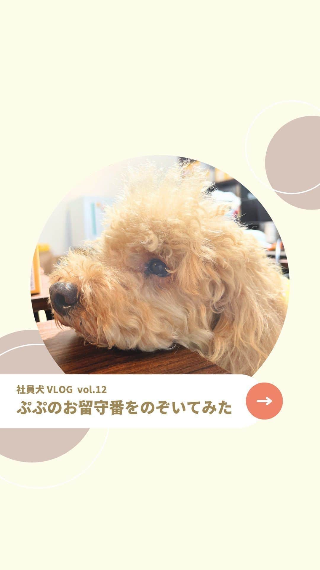 Furbo ドッグカメラのインスタグラム：「▼ 社員犬ぷぷの好きなことは……  ぷぷはなんと、出社するのが大好き💛  Furboのオフィスに来て、 社員＆社員犬たちに 挨拶をして回るのが日課なんです🤭   シニア犬のぷぷが いつも元気に出社してくれるのを みんな楽しみにしています🥰  ⋯     Furboドッグカメラなら、 夜間のワンちゃんの寝言もしっかりキャッチ👂  もちろん次世代暗視モニターで 暗いお部屋の様子も鮮明にお届けします🎥✨  Furboドッグカメラ360°ビューの 詳細はプロフィールリンク🔗へ！🐕  ⇨ @furbo_japan      ⋯      #Furbo #ファーボ #犬すたぐらむ #わんすたぐらむ #犬好きさんと繋がりたい #わんこのいる生活 #かわいい犬 #わんこ部 #オフィス犬 #社員犬 #看板犬 #ふわもこ部 #ふわもこ部ワンコ #ふわふわ犬 #もふもふ犬」