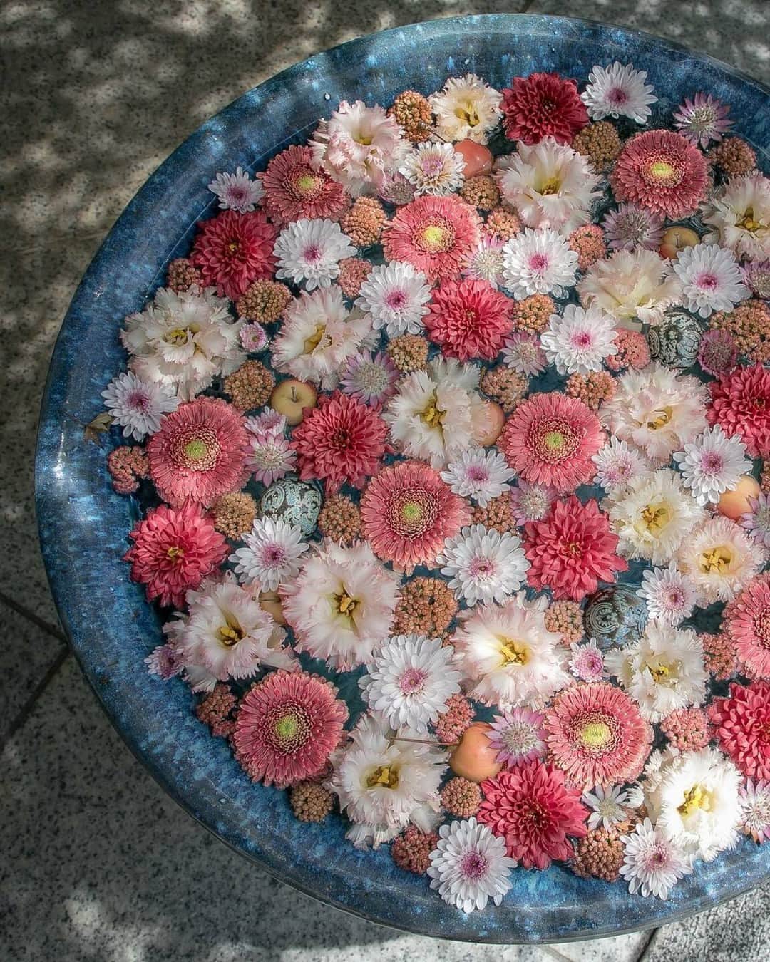 花の写真館のインスタグラム：「Photo by @hiroya.kobayashi_official. https://instagram.com/hiroya.kobayashi_official/ . Original Post[投稿いただいたURL] https://www.instagram.com/p/CwvsEsySsuN/ . 本アカウントは、 #私の花の写真 をつけてInstagramに投稿された皆さまの花の写真や、「花の写真館」Facebookページで投稿された花の写真を紹介します。 「花の写真館」Facebookページは、「 @floral.photograph 」のプロフィールにあるURLからご覧ください。 . ※各種法令、マナー、関係者の指示に従った撮影をお願いします。 *Please ensure that your photography adheres to all relevant laws, etiquette, and instructions issued by authorized persons. ※本アカウントは東京カメラ部がFacebook、Instagramのサービスを利用して運営しているもので、Meta社・Instagramとは一切関係ありません。 . #花の写真館 #floralphotograph #floralphoto #flower #flowers Follow: @floral.photograph」