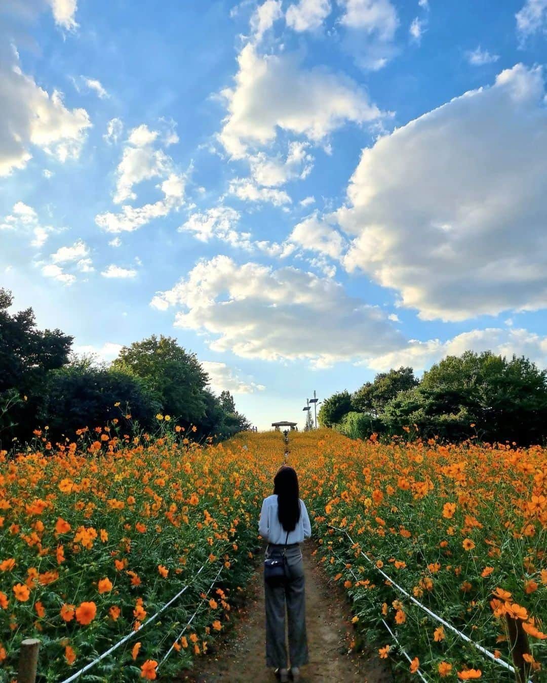 アシアナ航空日本地域公式アカウントさんのインスタグラム写真 - (アシアナ航空日本地域公式アカウントInstagram)「オリンピック公園のコスモス  ┈┈┈┈┈┈┈┈┈┈ 夏から秋にかけて野に咲く 黄花コスモスの名所である オリンピック公園。  鮮やかなオレンジ色の花畑と 快晴の空のコントラストは最高です！  📸 @potemr212 @yukuk163 @ddafm.en  ┈┈┈┈┈┈┈┈┈┈   #アシアナ航空 #アシアナ #ASIANA #asianaair #asianaairline #OZ #Flyasiana #韓国 #korea #韓国旅行 #✈️　#オリンピック公園 #黄花コスモス #コスモス #韓国秋」9月27日 20時00分 - asiana.jp_official
