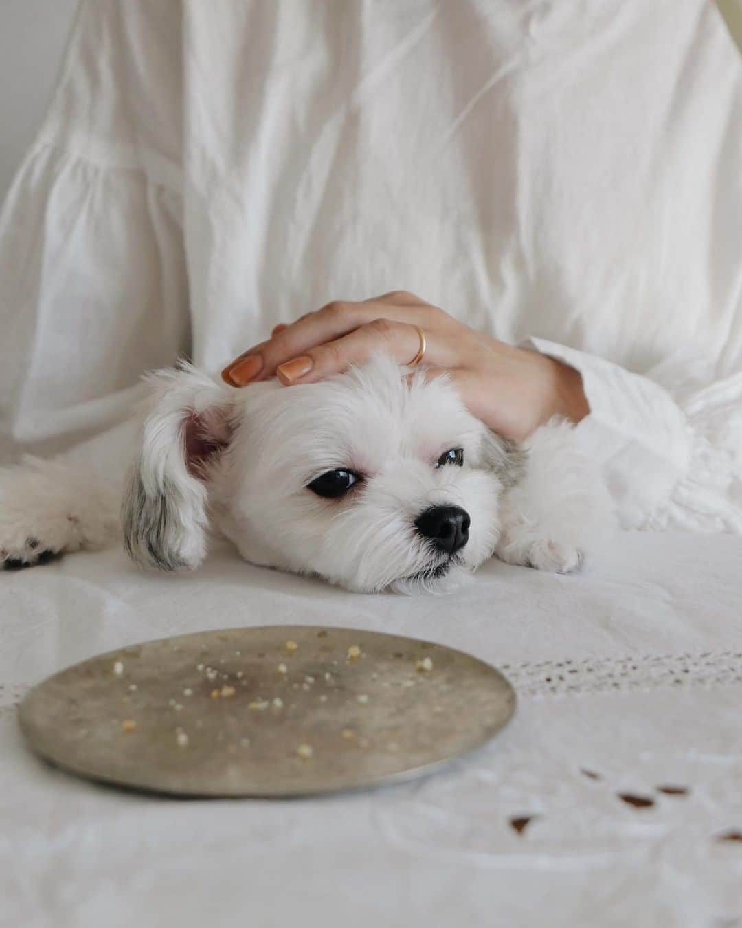 ちょびさんのインスタグラム写真 - (ちょびInstagram)「きほちゃんが撮ってくれたかわいい瞬間と、わたしが撮ったかわいい瞬間🐶🤍🤍 ぴぐとっても嬉しそうだったな🐶🤍🤍 春前からあんまり会えなくなっちゃうの寂しいなぁ😭  #おうち時間#おうち時間を楽しむ#おうち時間を楽しもう#愛犬#犬との暮らし」9月27日 20時20分 - kaoriririn15