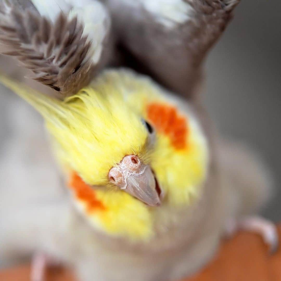 のインスタグラム：「#もふこーぃ」