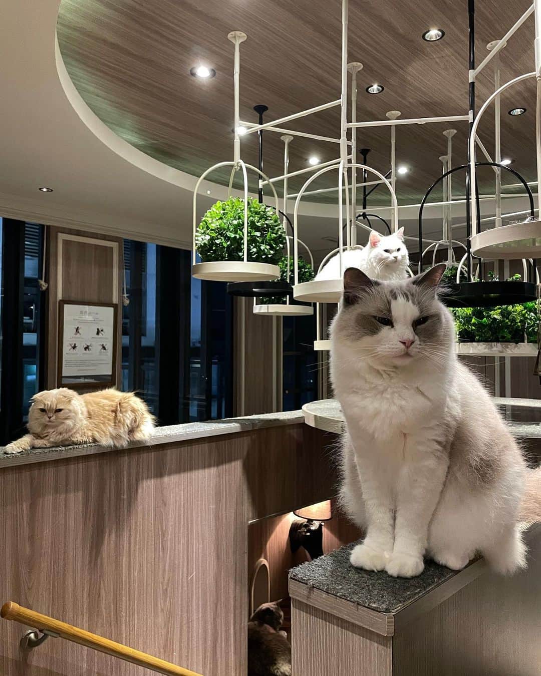大崎菜々子さんのインスタグラム写真 - (大崎菜々子Instagram)「・ 猫カフェMOCHA渋谷センター街店さんに行ってきました🐱  たくさんの猫ちゃん達に囲まれる幸せ空間♡  人懐っこくてかわいい猫ちゃんたちに癒されてみて( ´,,•ω•,,`)♡  おやつを離すまいと必死な子がかわいかった🥺  充電器や漫画もたくさんあるので何時間でも居たくなるっ！✨️  ぜひ行ってみてね‪(っ ॑꒳ ॑c)  PR @catcafemocha #東京猫カフェ #癒されスポット #ねこのいるカフェ #猫カフェmocha #猫カフェ #渋谷カフェ #猫カフェmocha渋谷センター街店 #渋谷猫カフェ」9月27日 20時56分 - nanako_19970411