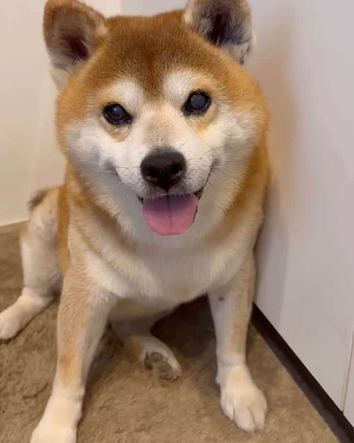 shibainu berryのインスタグラム